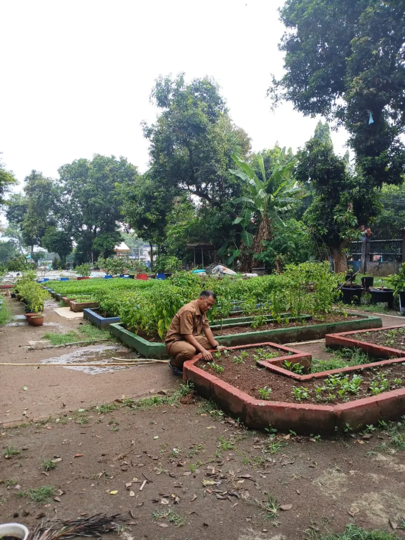 Lahan Urban Farming SMAN 109 Jakarta - Gambar 54