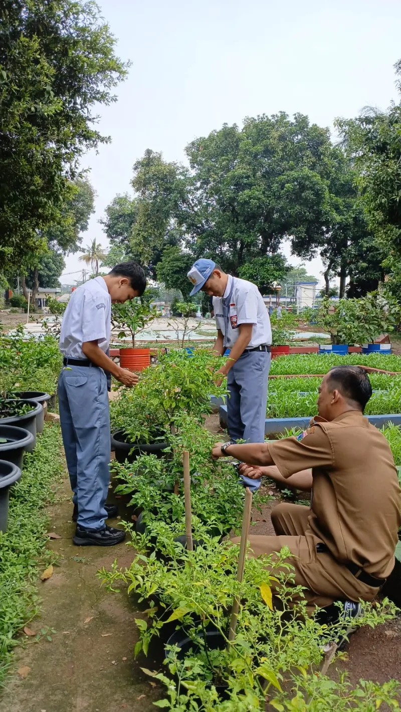 Lahan Urban Farming SMAN 109 Jakarta - Gambar 53
