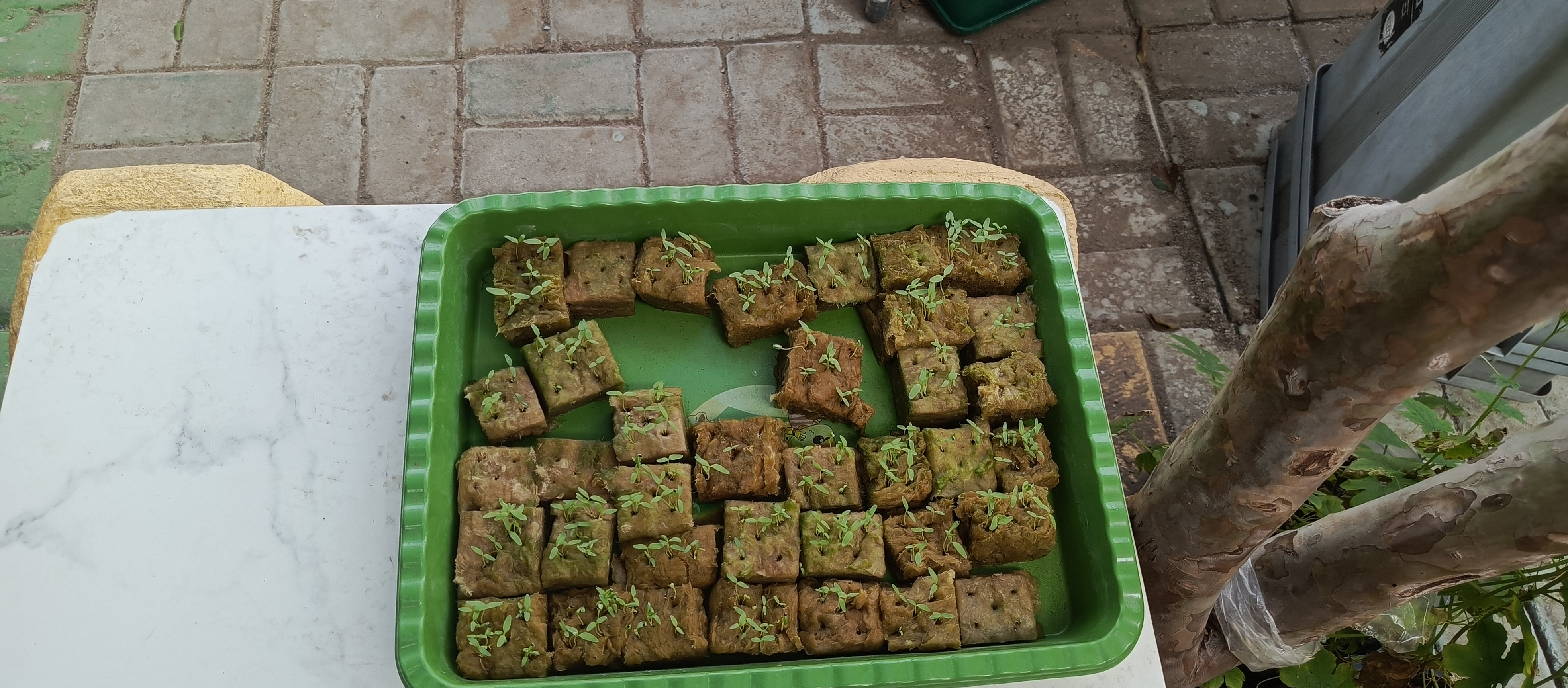 Lahan Urban Farming SMKN 43 Jakarta - Gambar 44