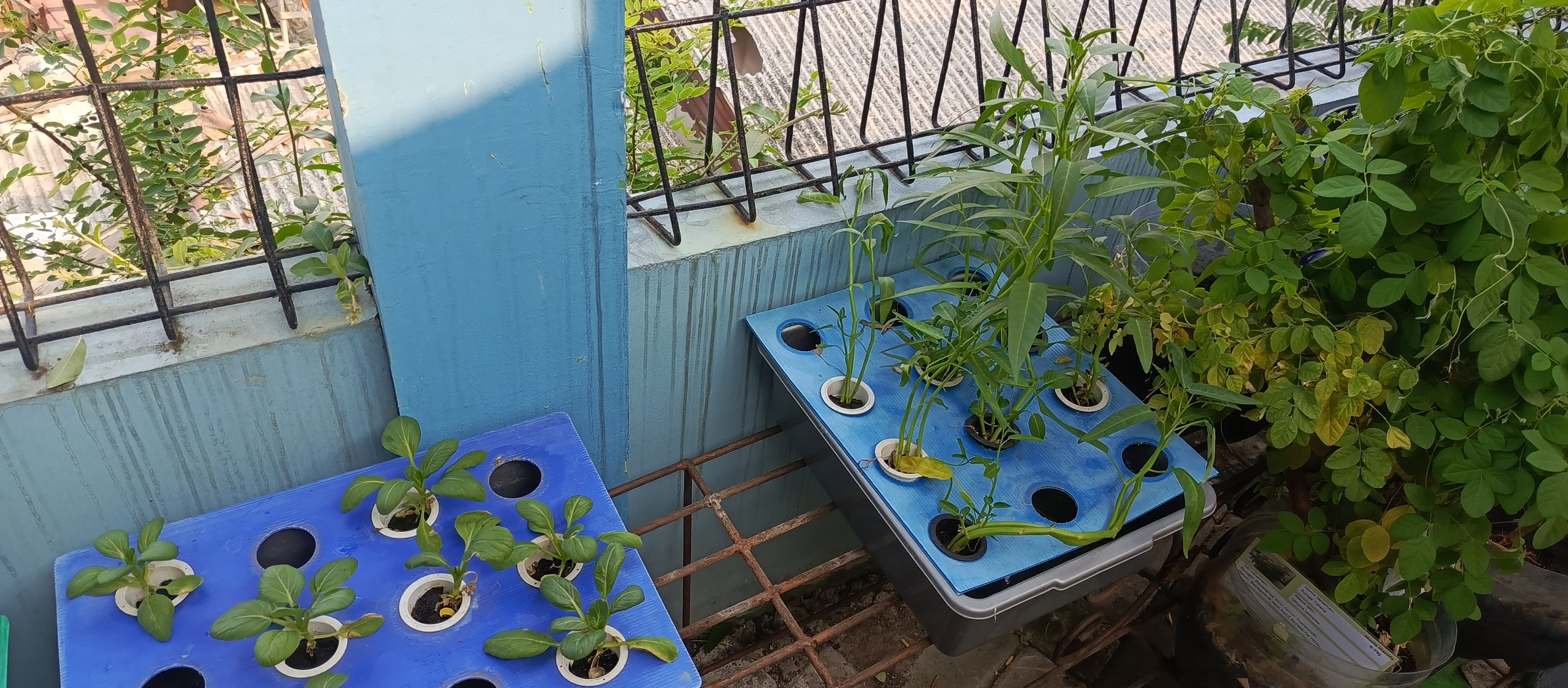 Lahan Urban Farming SMKN 43 Jakarta - Gambar 43
