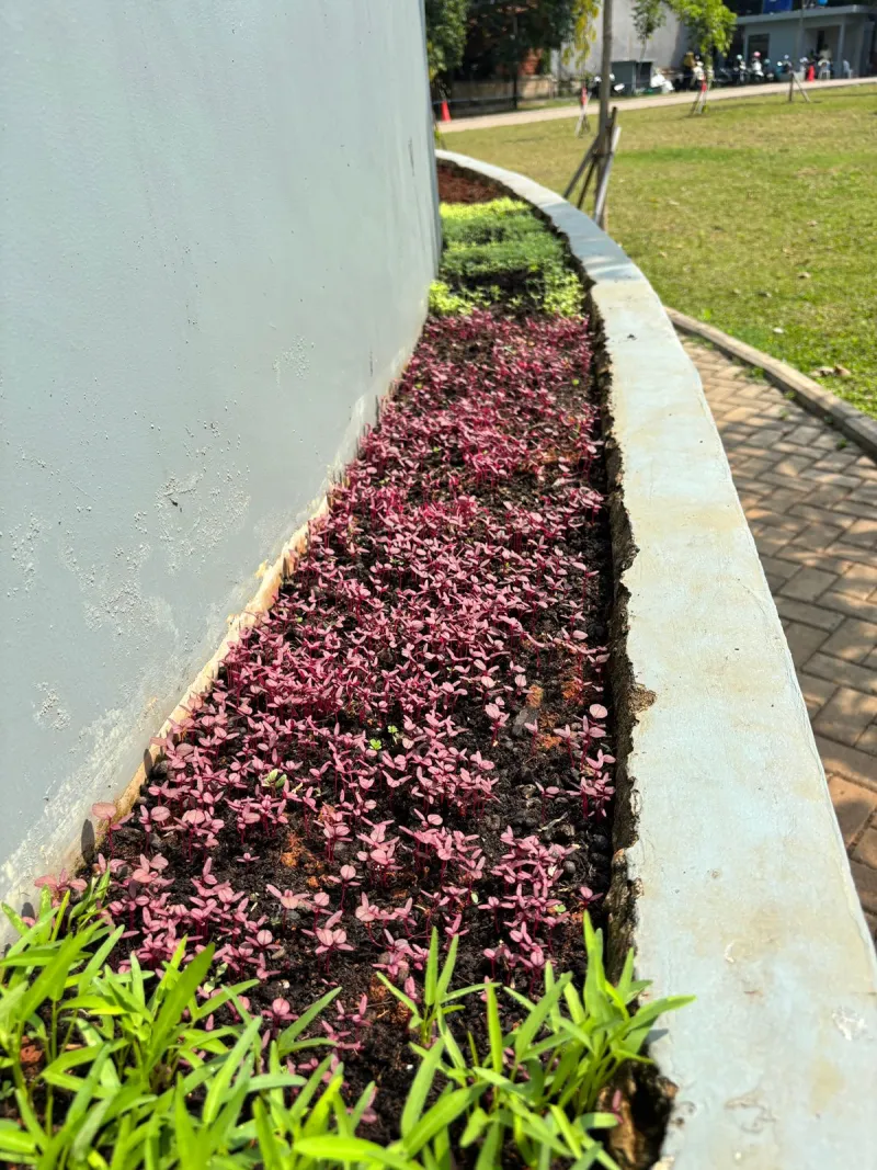 KEBUN SMKN 74 JAGAKARSA JAKARTA SELATAN - Gambar 621
