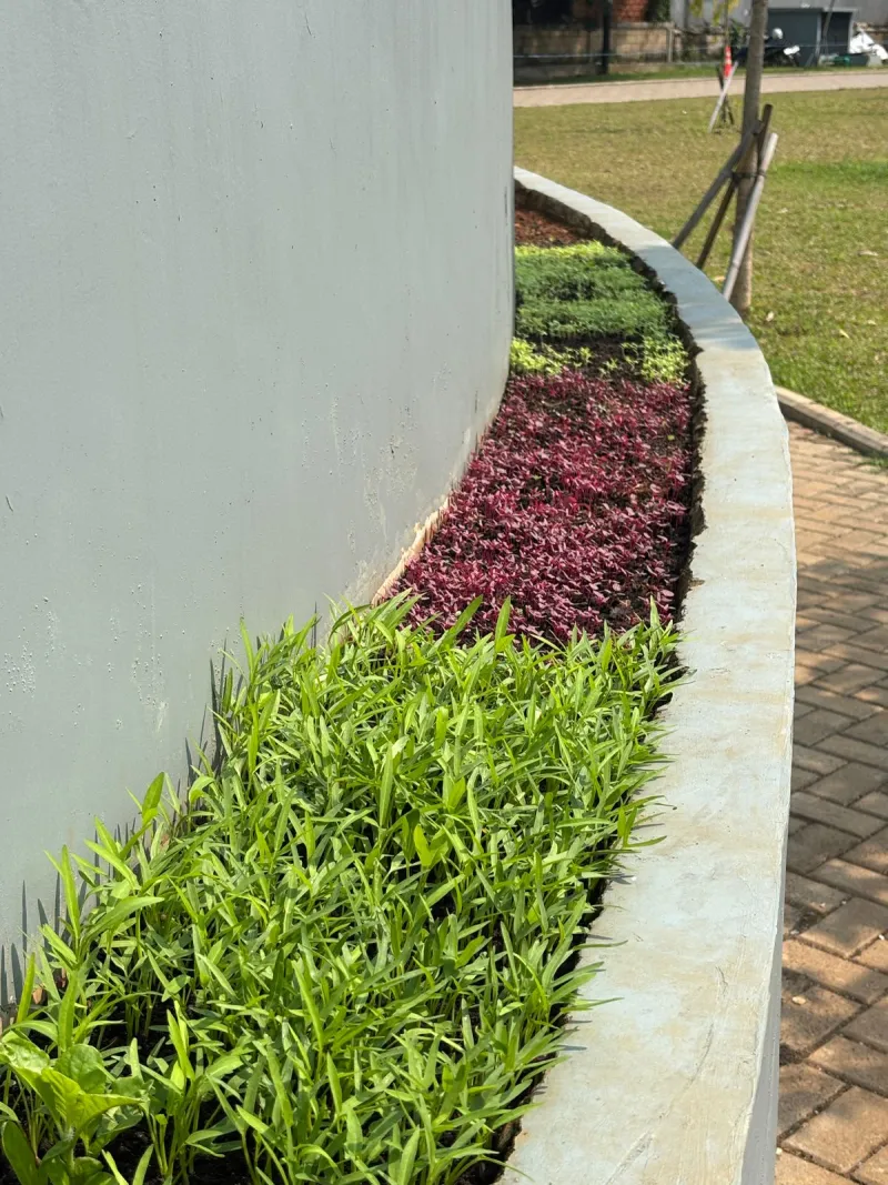 KEBUN SMKN 74 JAGAKARSA JAKARTA SELATAN - Gambar 620