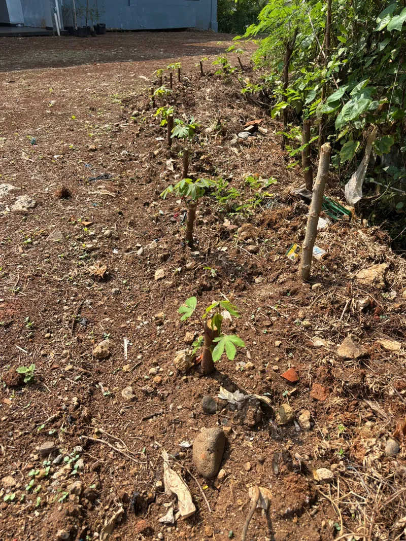KEBUN SMKN 74 JAGAKARSA JAKARTA SELATAN - Gambar 619