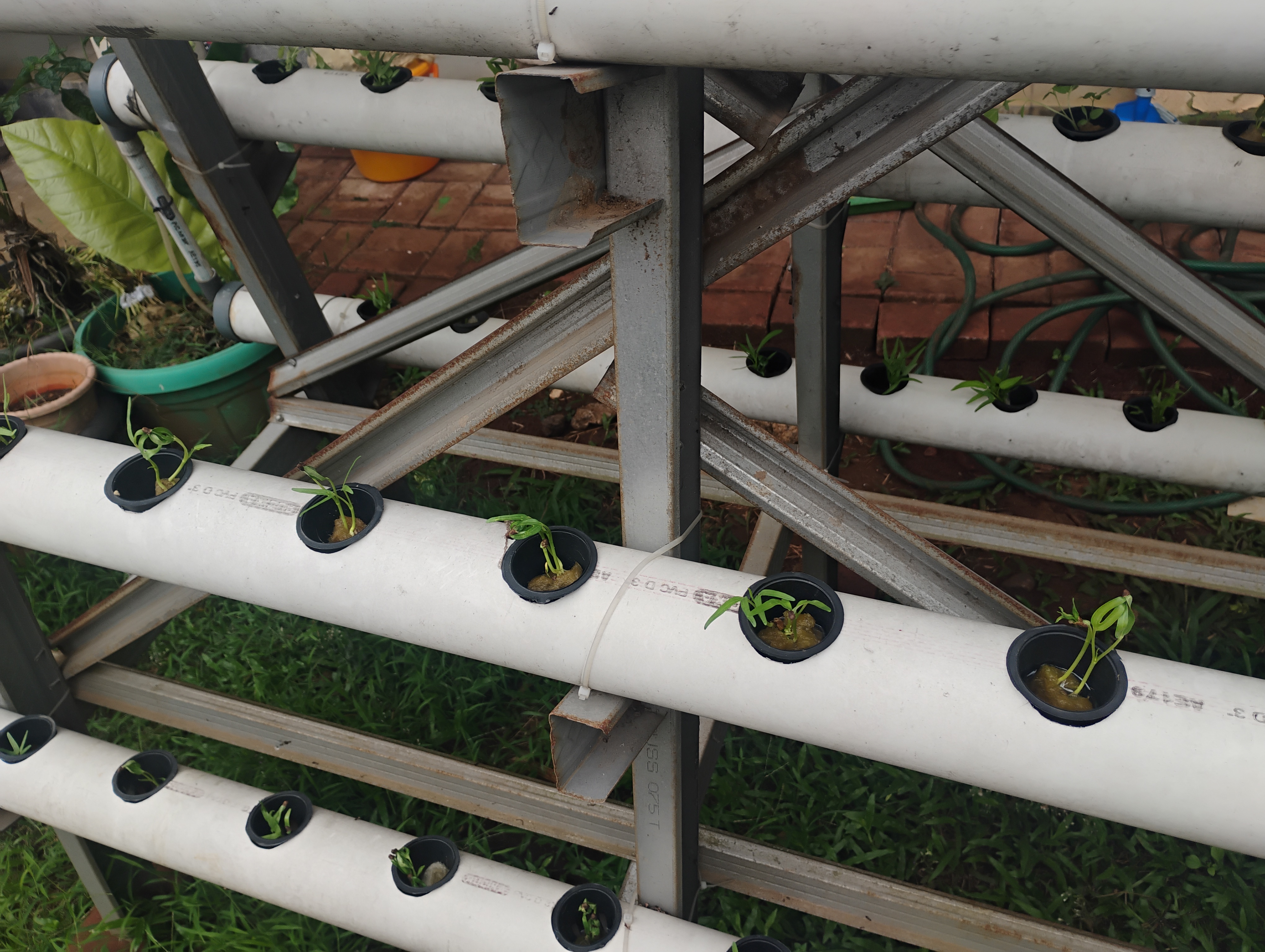 Lahan Urban Farming SMKN 62 Jakarta - Gambar 18