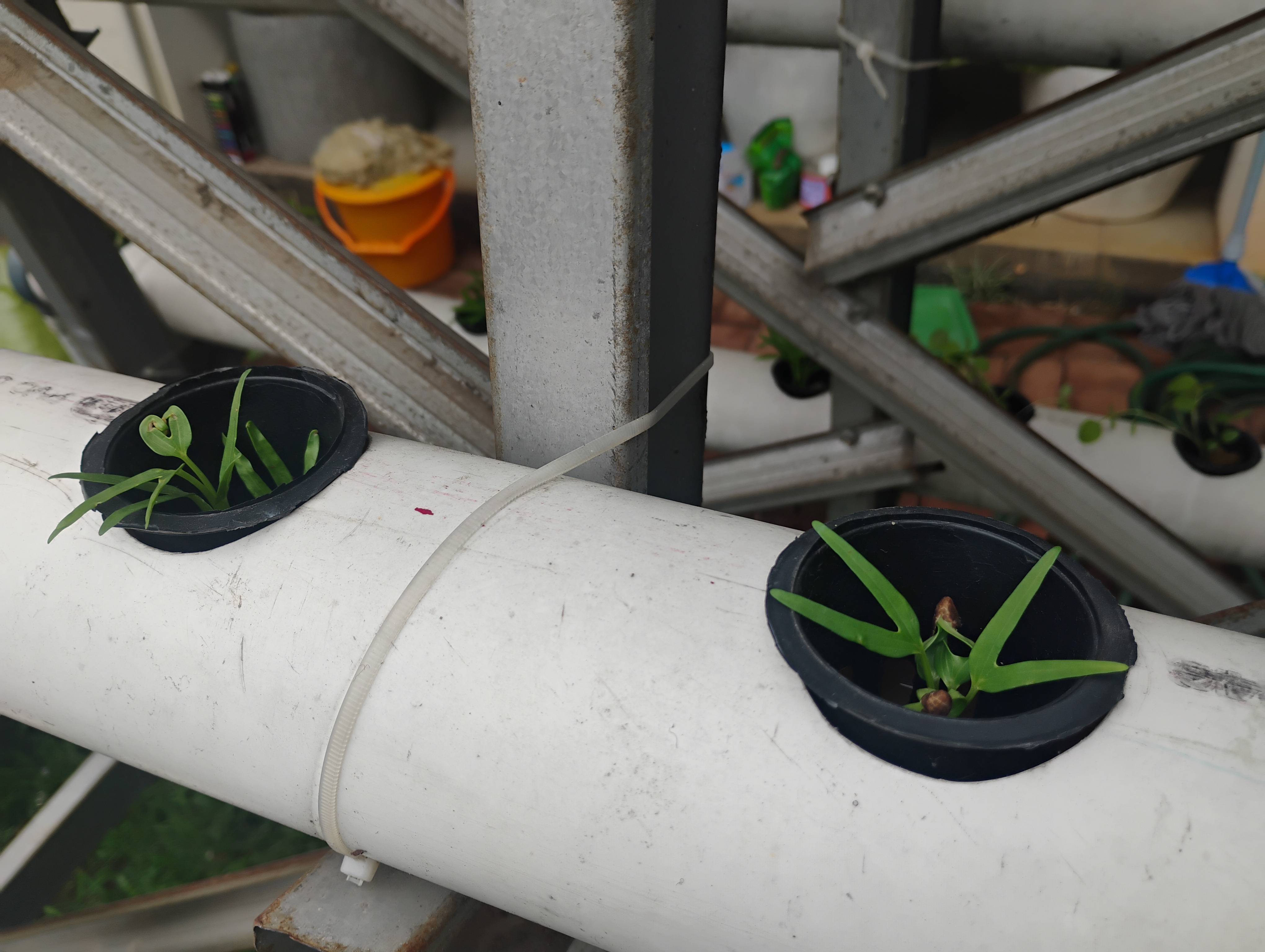 Lahan Urban Farming SMKN 62 Jakarta - Gambar 17