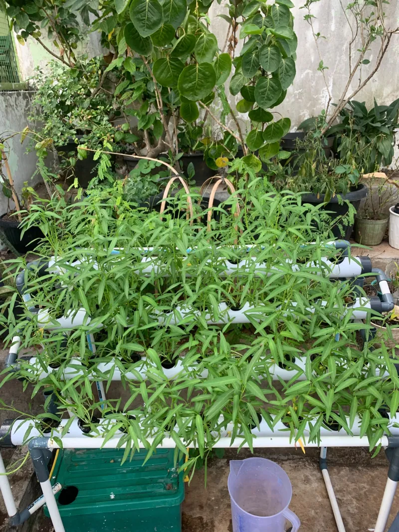 Lahan Urban Farming SMAN 63 Jakarta - Gambar 14