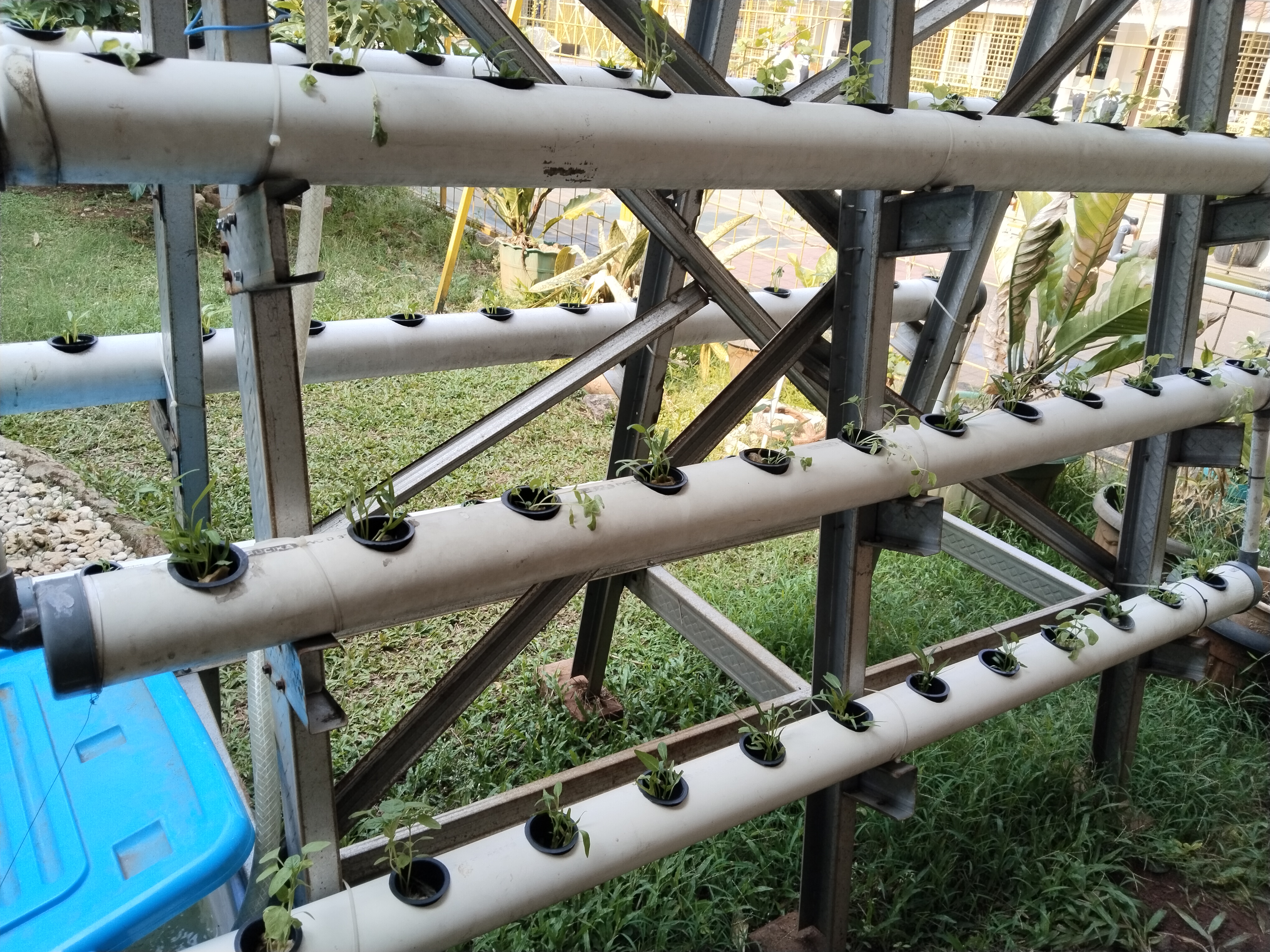 Lahan Urban Farming SMKN 62 Jakarta - Gambar 15