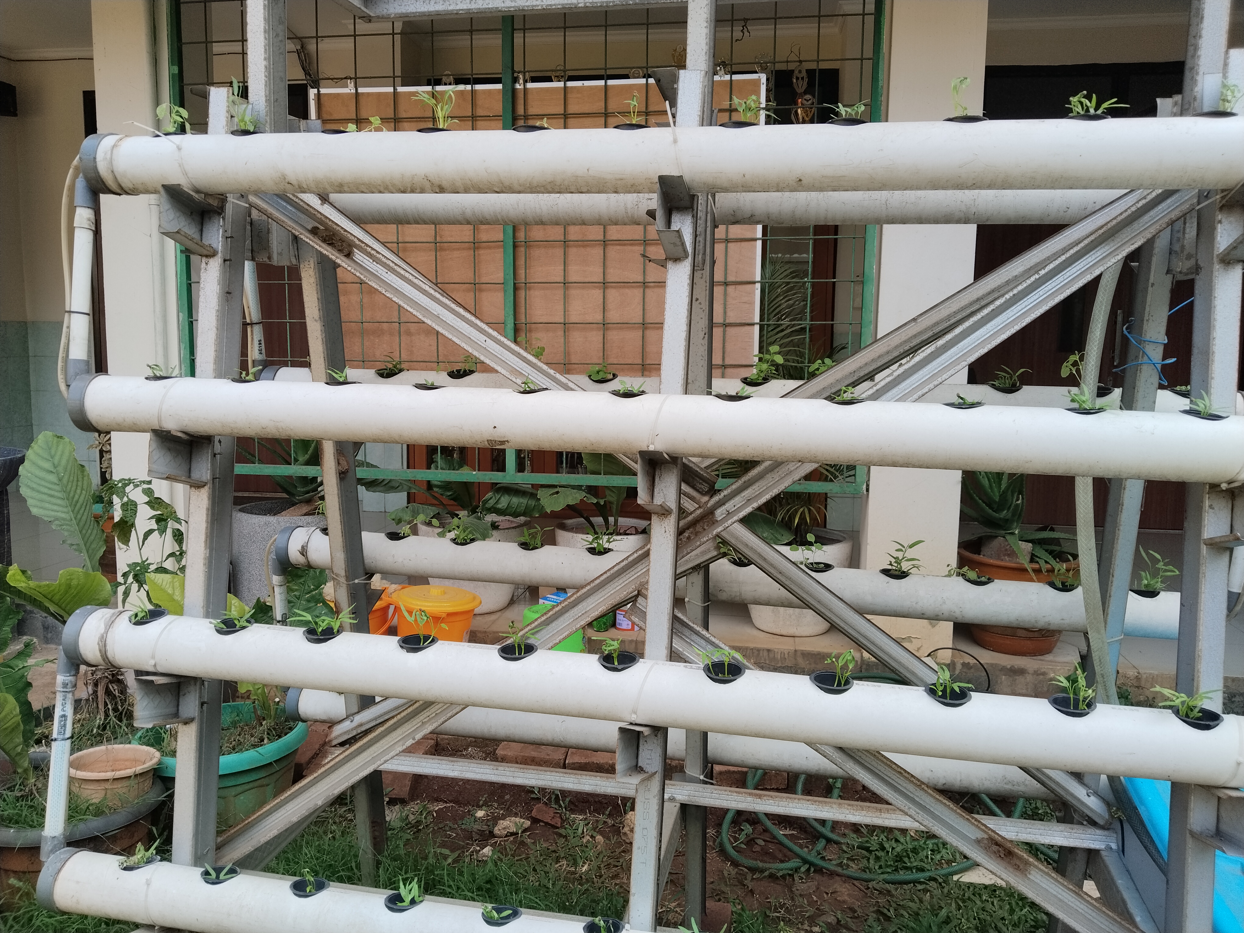 Lahan Urban Farming SMKN 62 Jakarta - Gambar 14