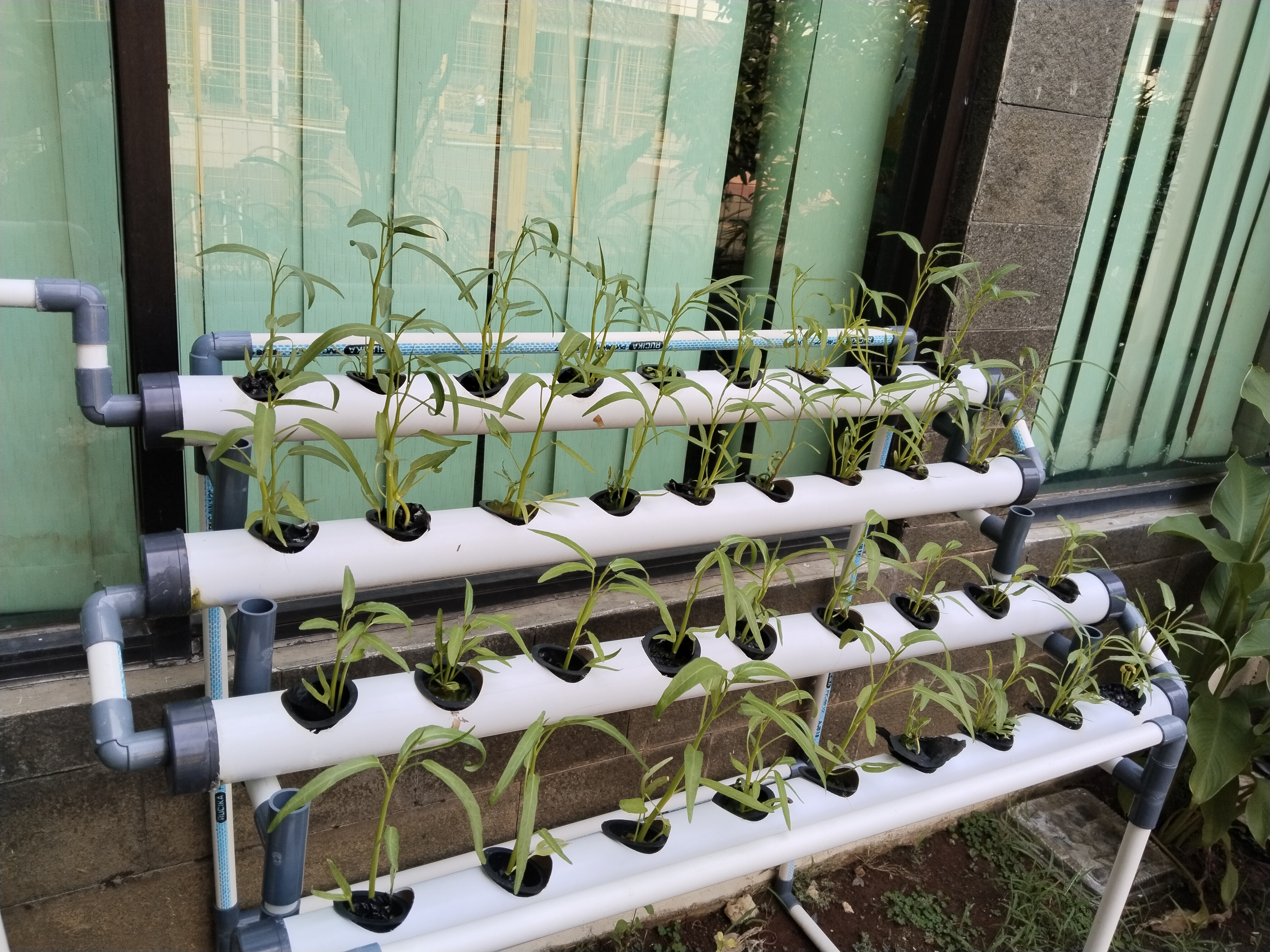 Lahan Urban Farming SMKN 62 Jakarta - Gambar 16