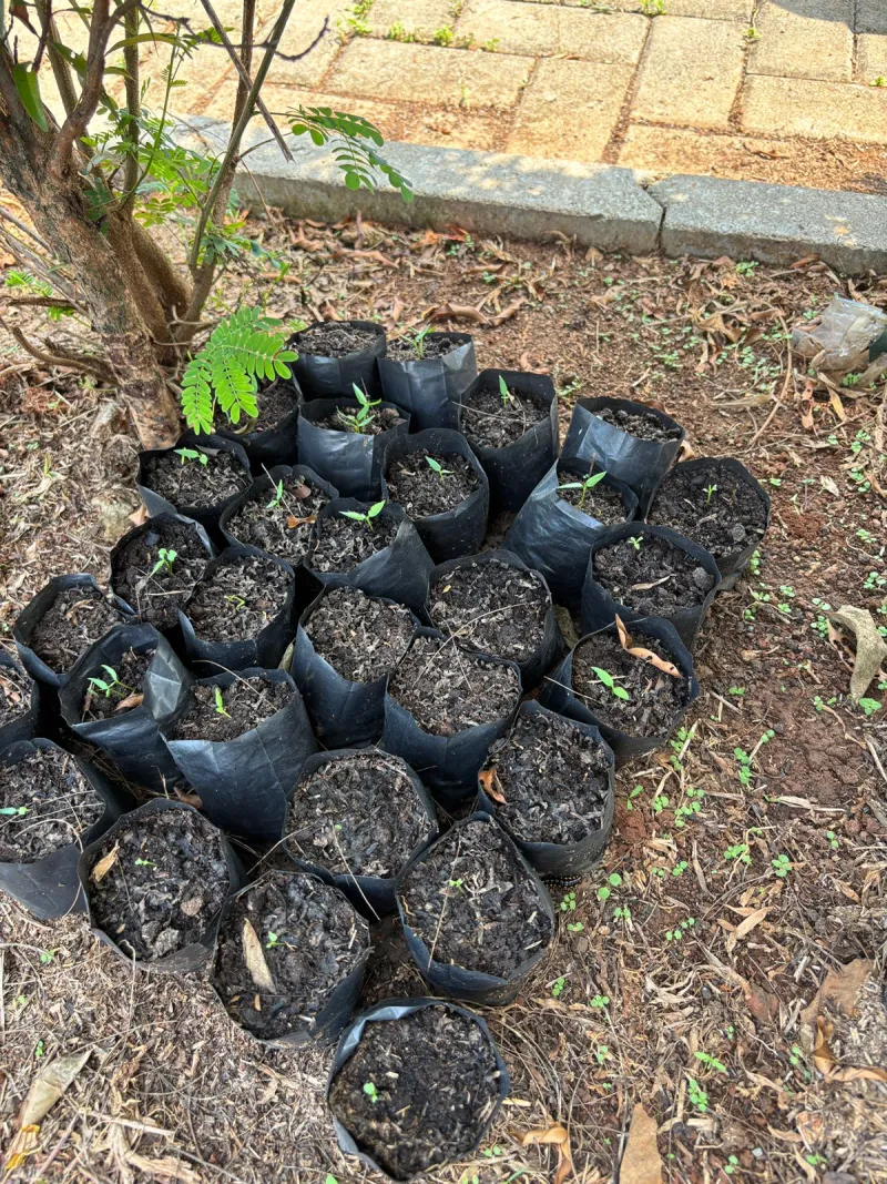 KEBUN SMKN 74 JAGAKARSA JAKARTA SELATAN - Gambar 617