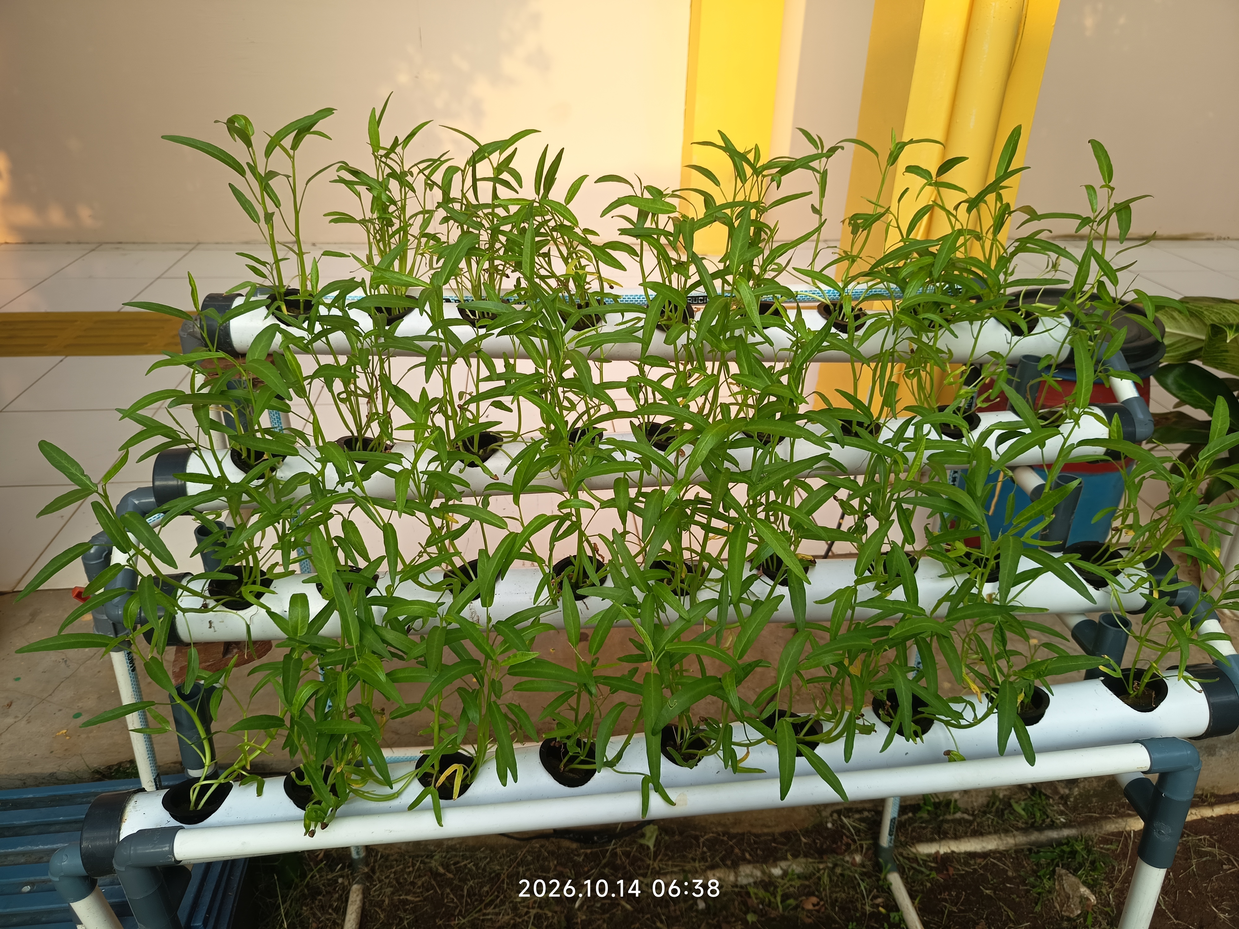 Lahan Urban Farming SLB A Pembina Tingkat Nasional - Gambar 25