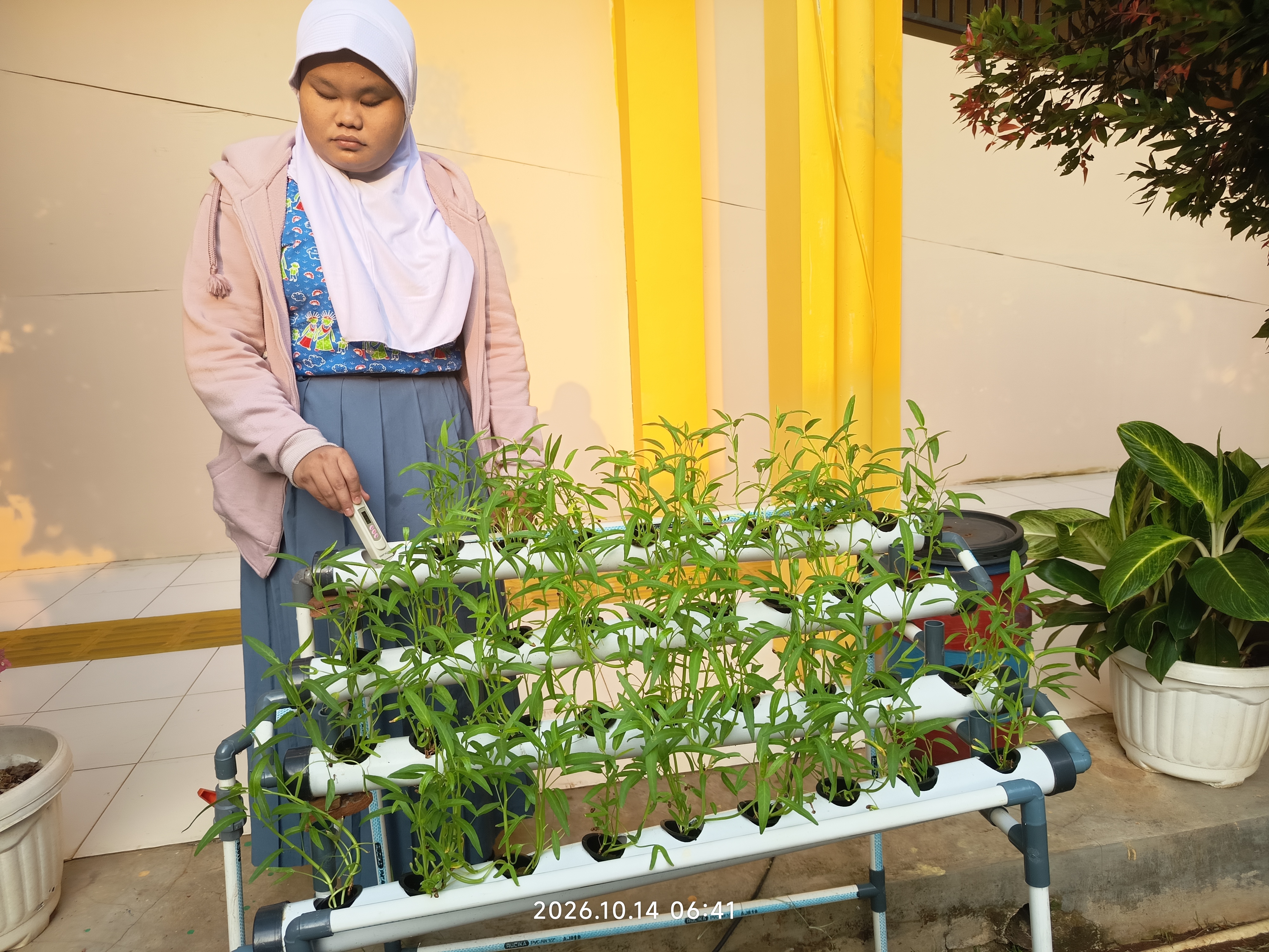 Lahan Urban Farming SLB A Pembina Tingkat Nasional - Gambar 27