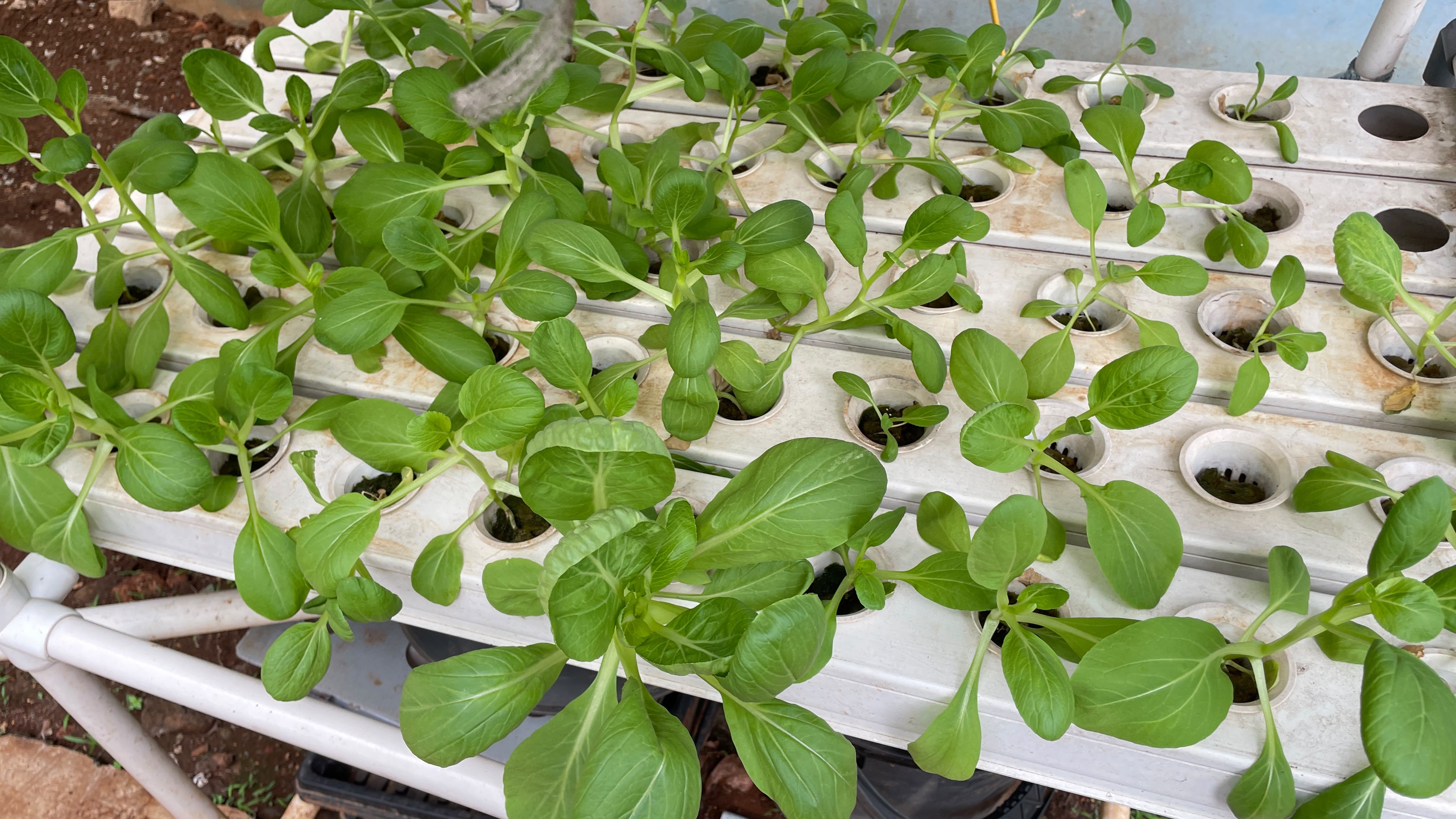 Lahan Urban Farming SLBN 01 Lebak Bulus - Gambar 16