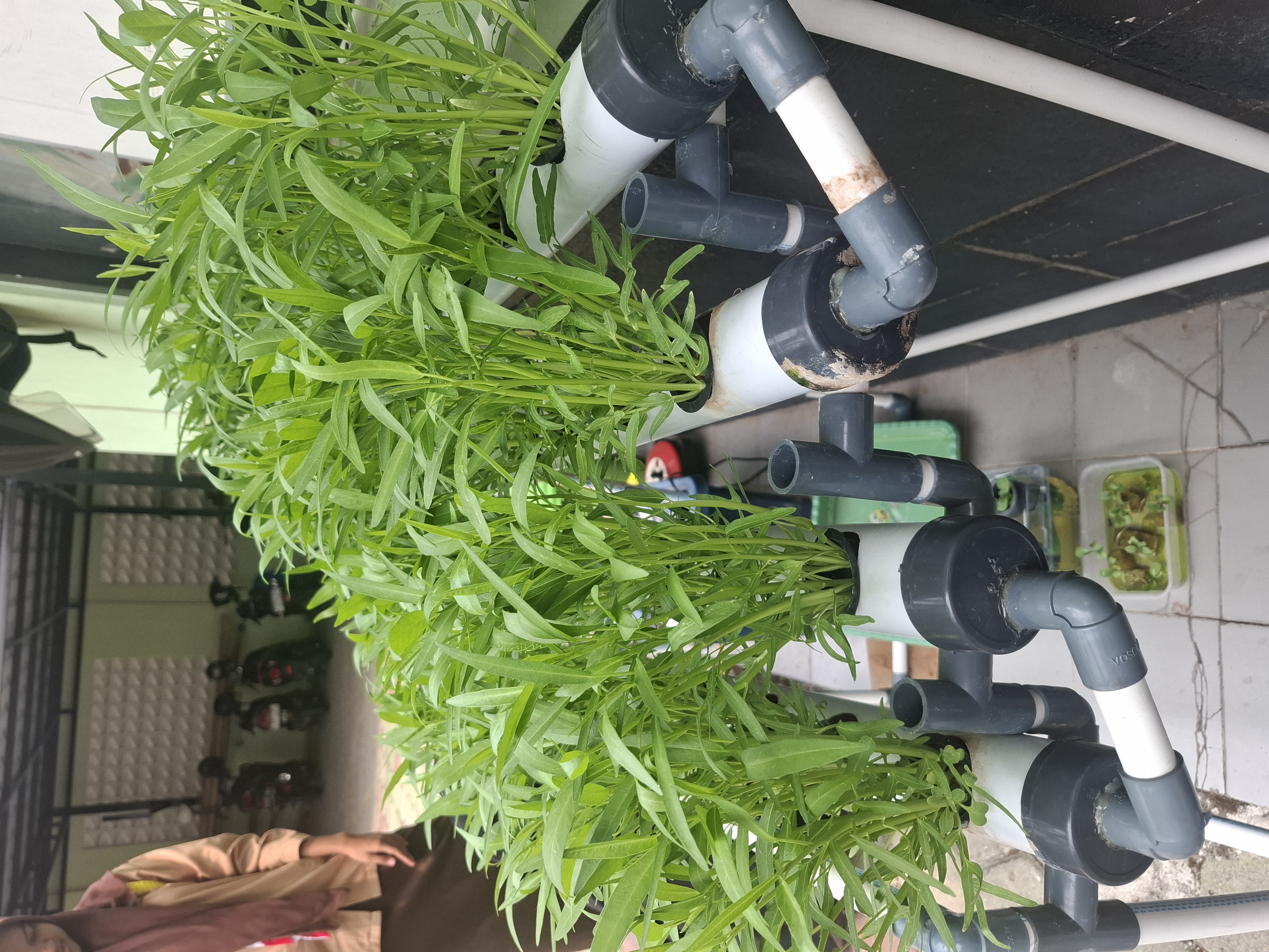 Lahan Urban Farming SMKN 20 Jakarta - Gambar 23
