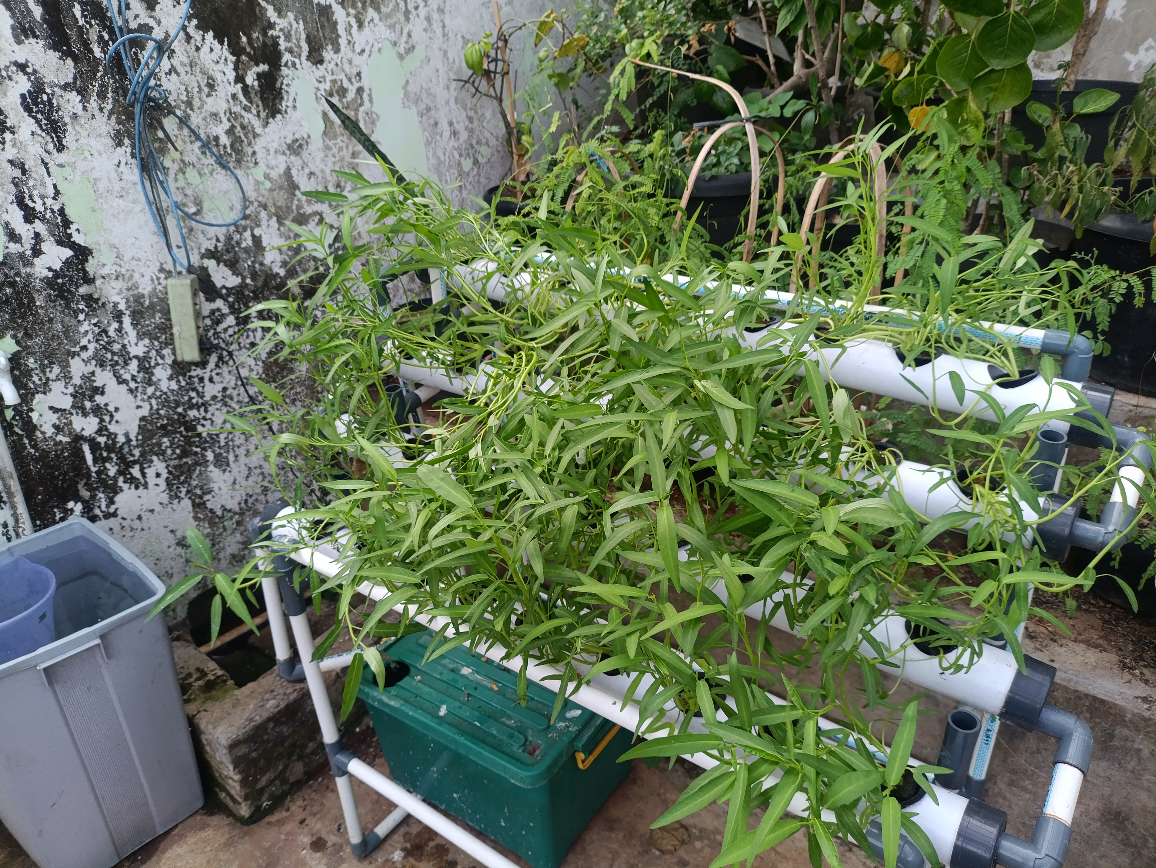Lahan Urban Farming SMAN 63 Jakarta - Gambar 11