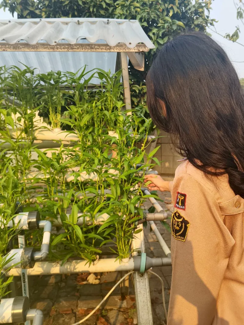 Lahan Urban Farming SMKN 59 Jakarta - Gambar 43