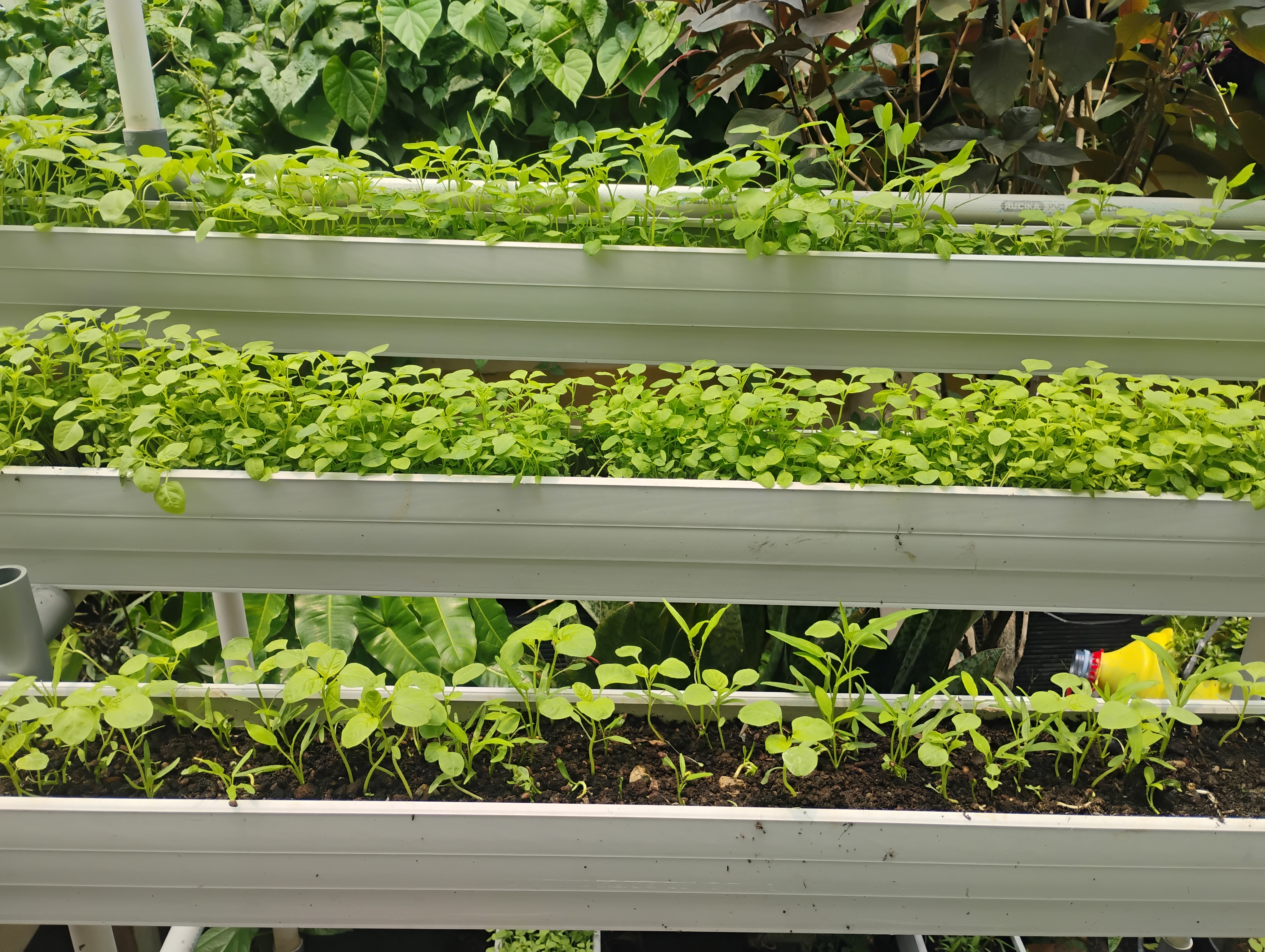 Lahan Urban Farming SMKN 62 Jakarta - Gambar 13