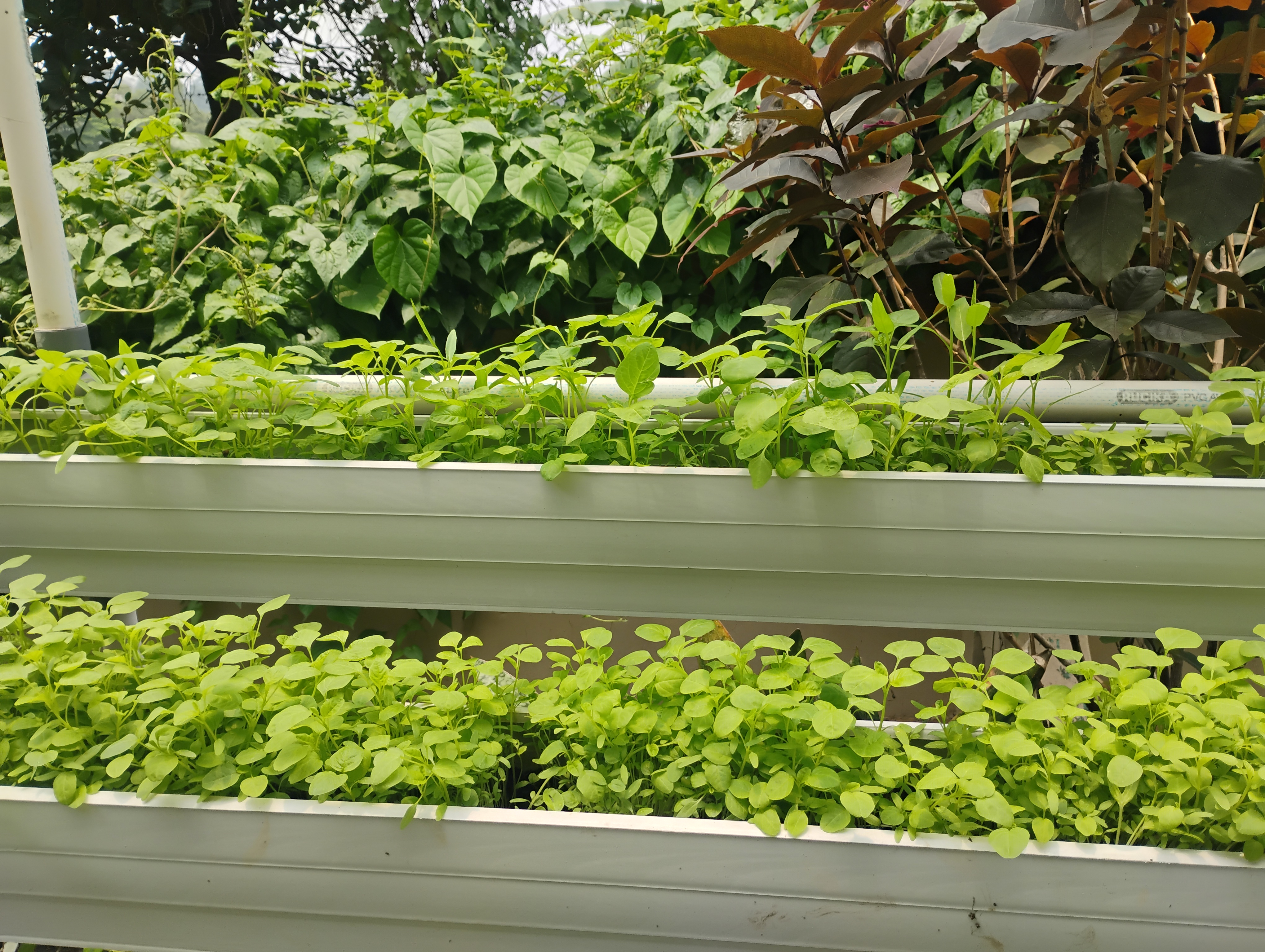 Lahan Urban Farming SMKN 62 Jakarta - Gambar 12