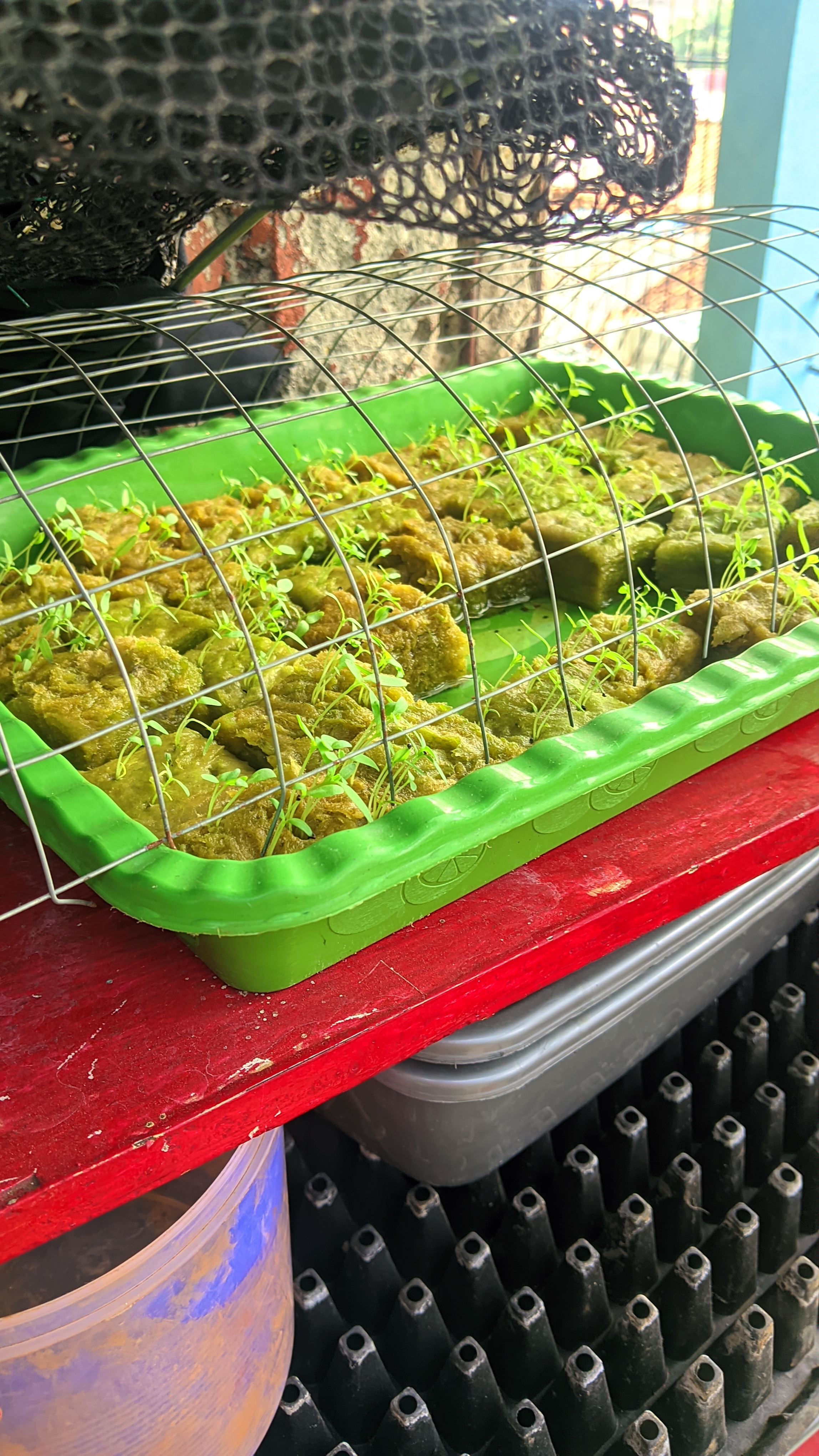 Lahan Urban Farming SMKN 43 Jakarta - Gambar 32