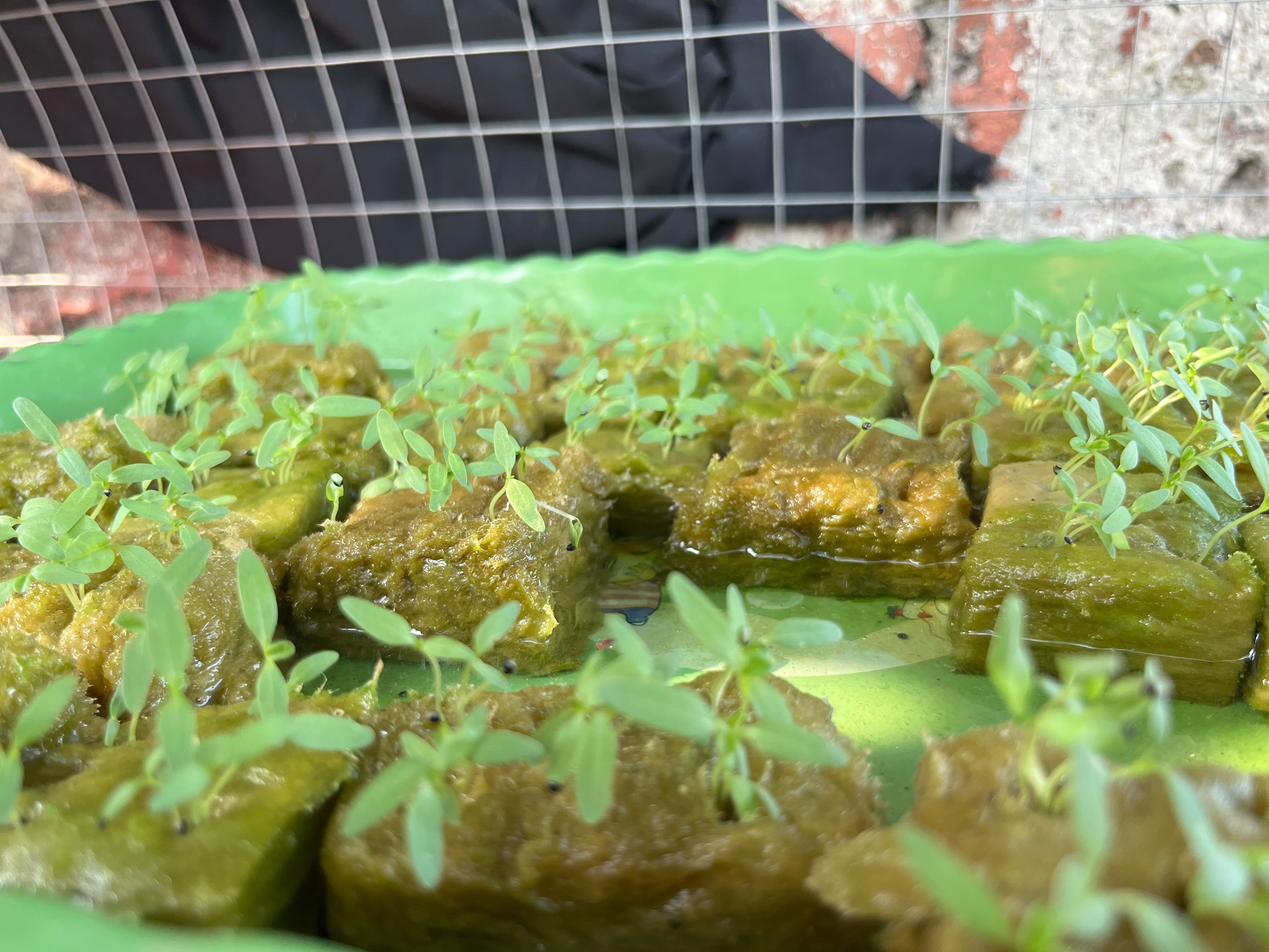 Lahan Urban Farming SMKN 43 Jakarta - Gambar 39