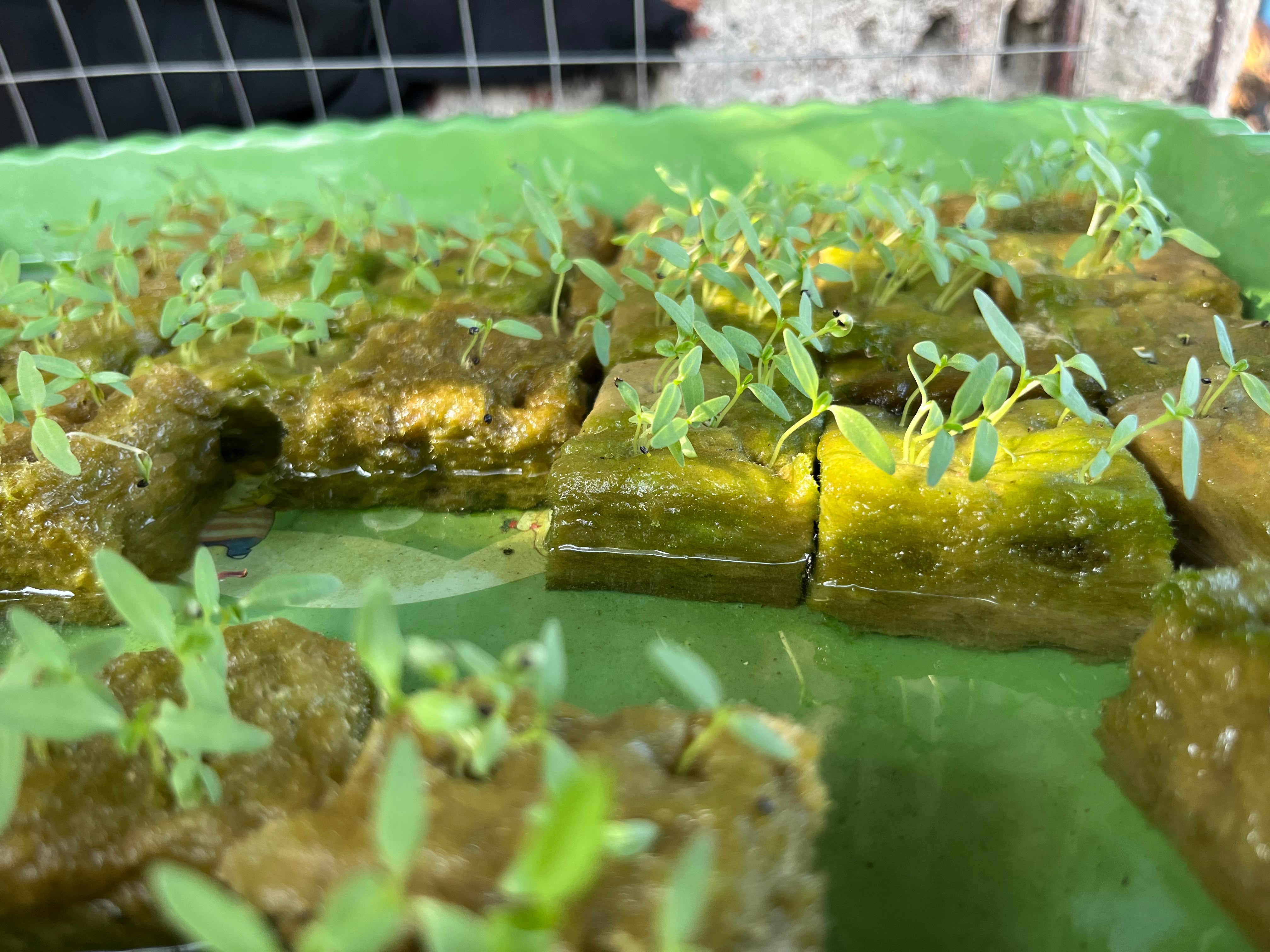 Lahan Urban Farming SMKN 43 Jakarta - Gambar 35