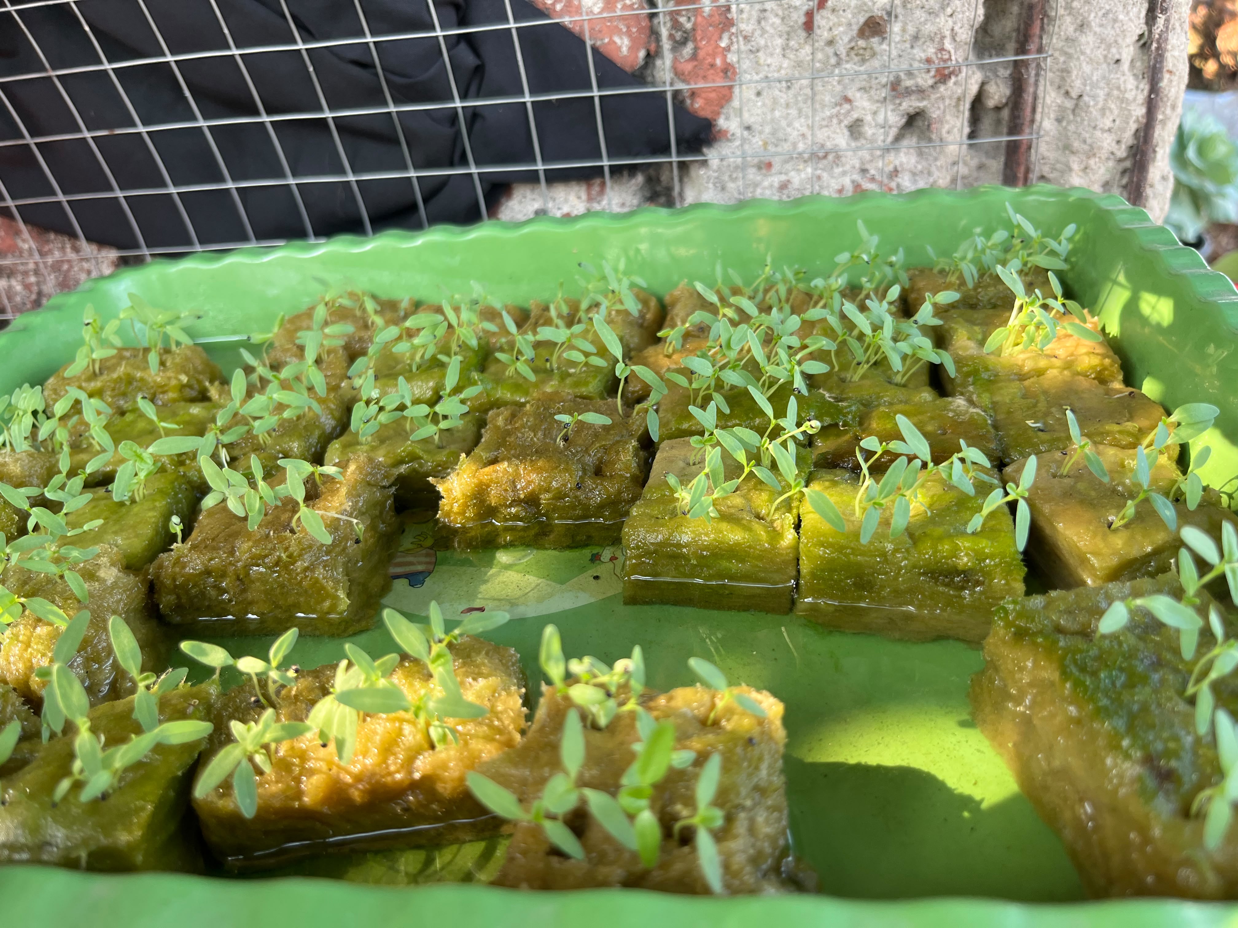 Lahan Urban Farming SMKN 43 Jakarta - Gambar 36