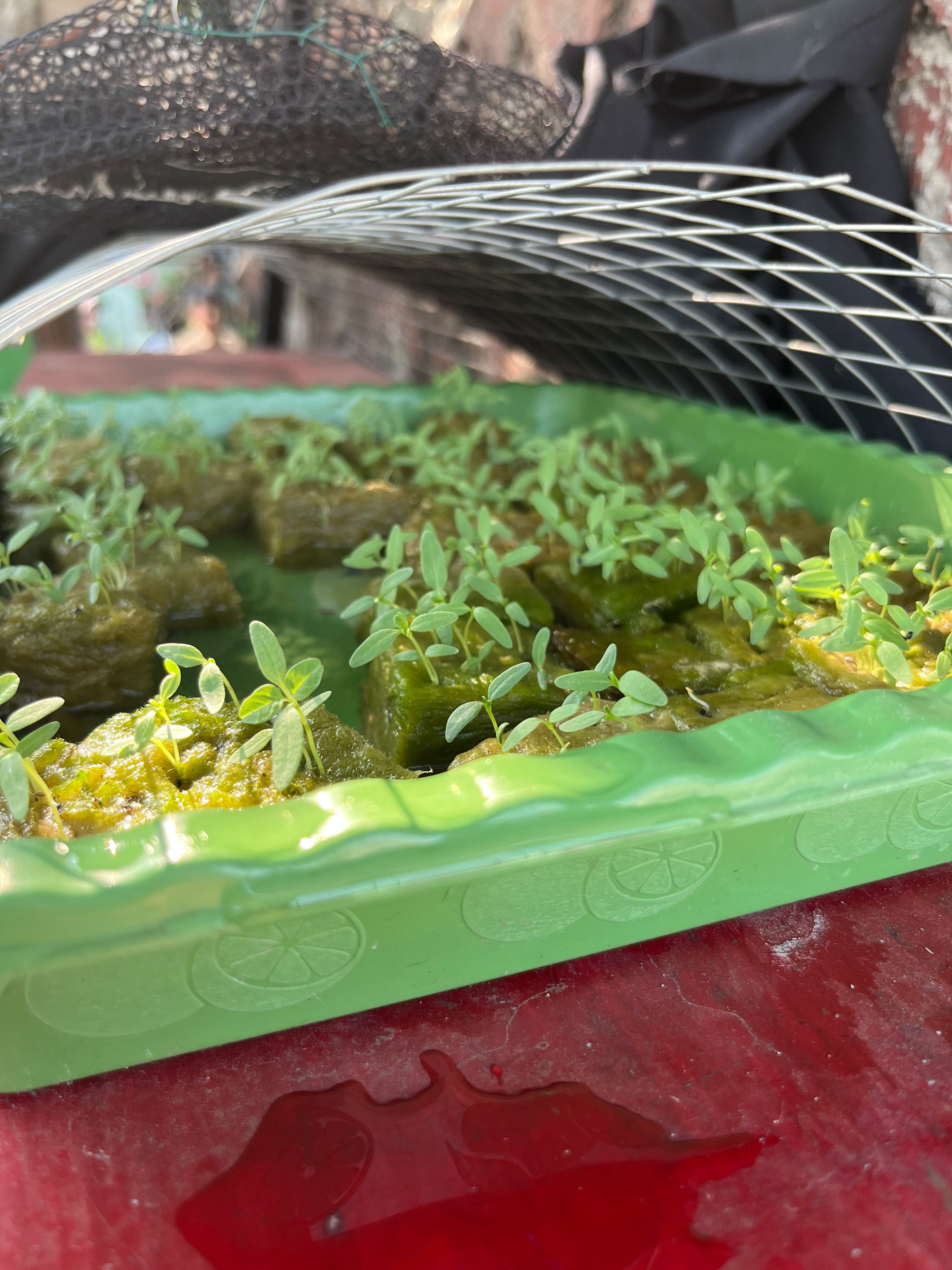 Lahan Urban Farming SMKN 43 Jakarta - Gambar 38
