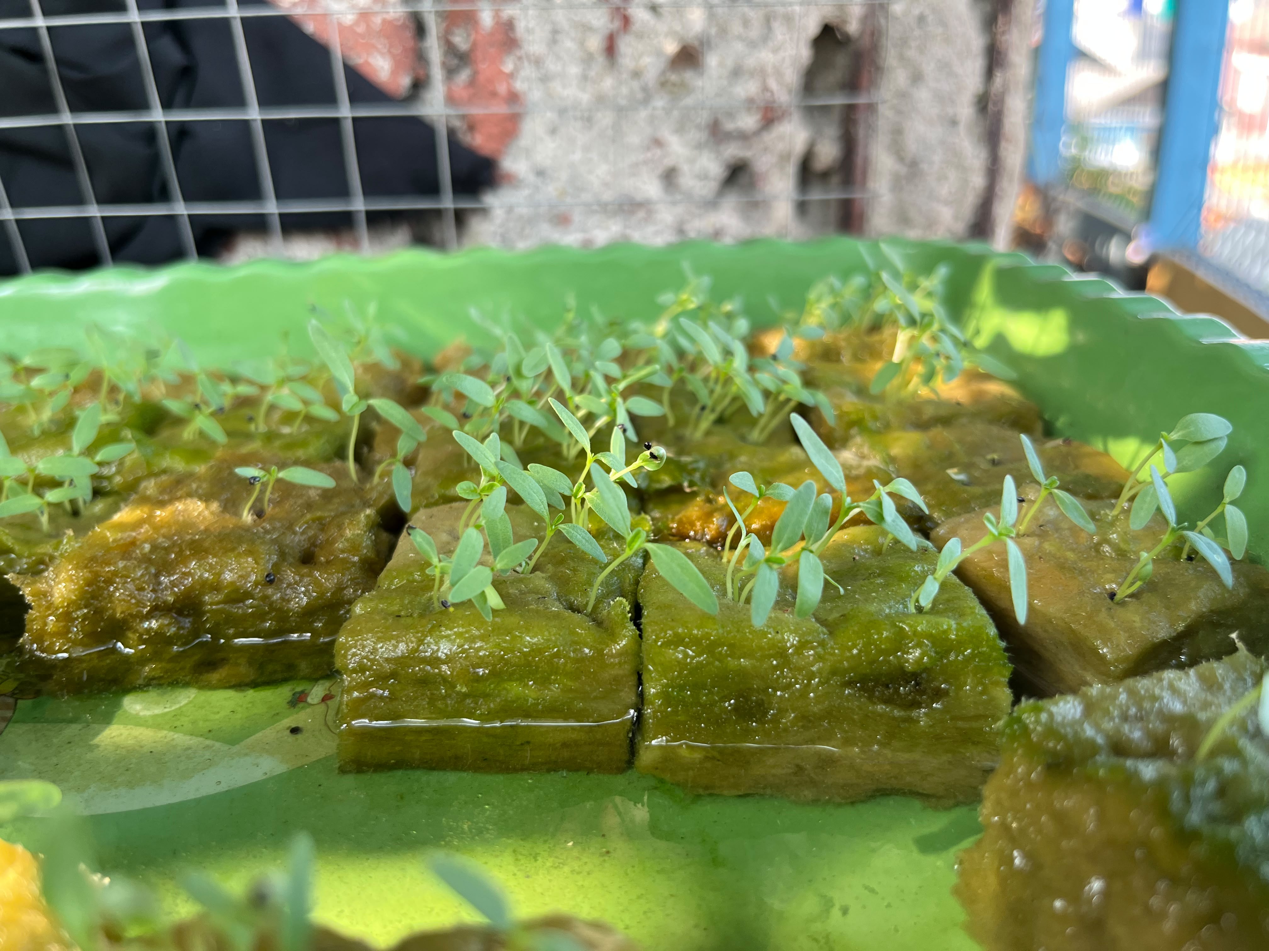 Lahan Urban Farming SMKN 43 Jakarta - Gambar 37