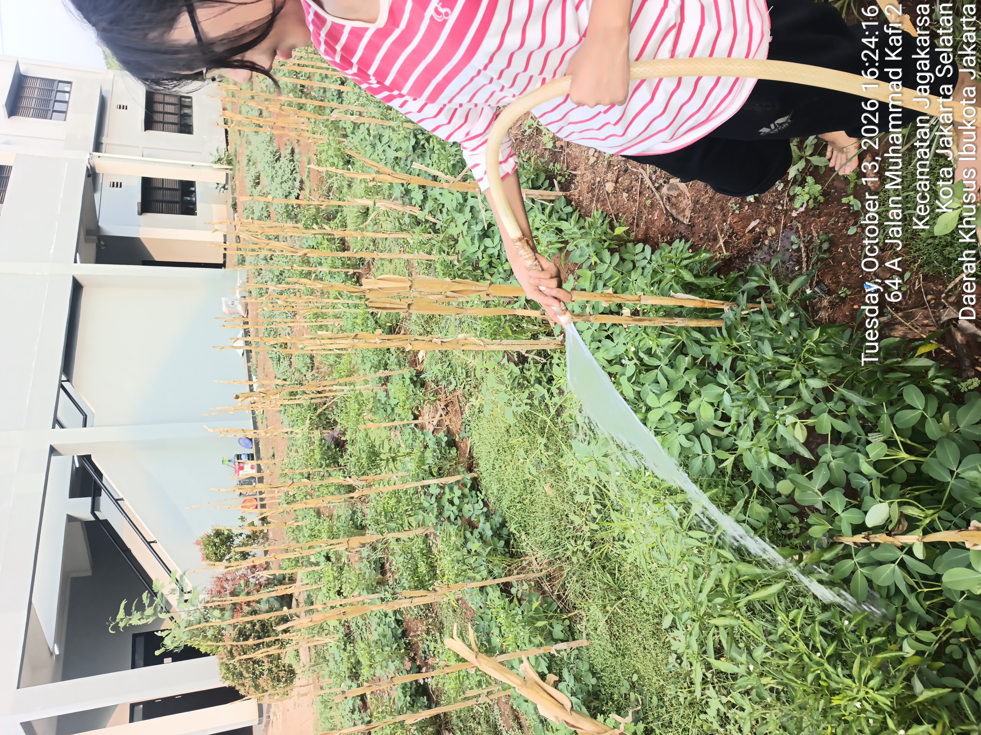 KEBUN SMKN 74 JAGAKARSA JAKARTA SELATAN - Gambar 69