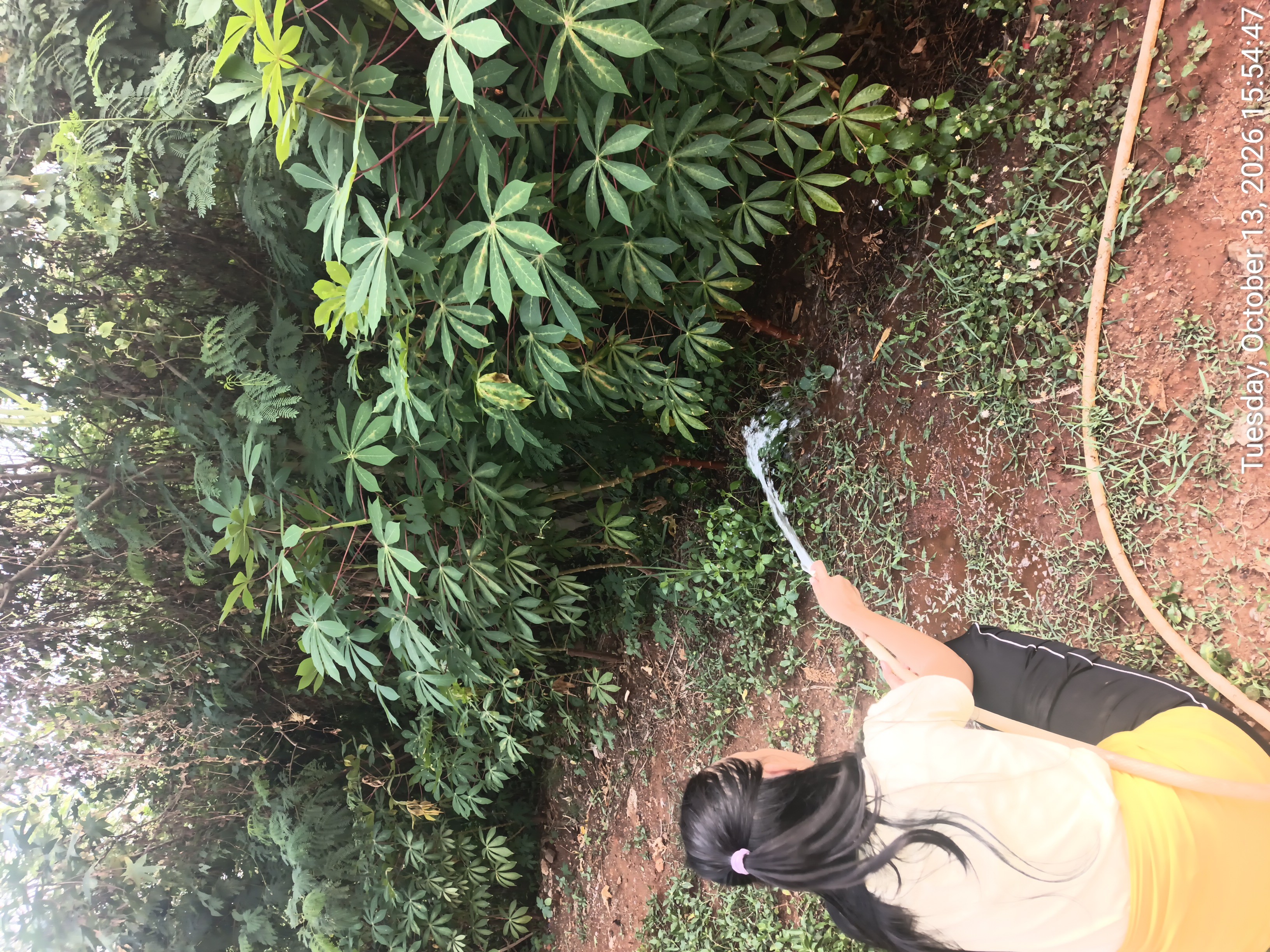 KEBUN SMKN 74 JAGAKARSA JAKARTA SELATAN - Gambar 66