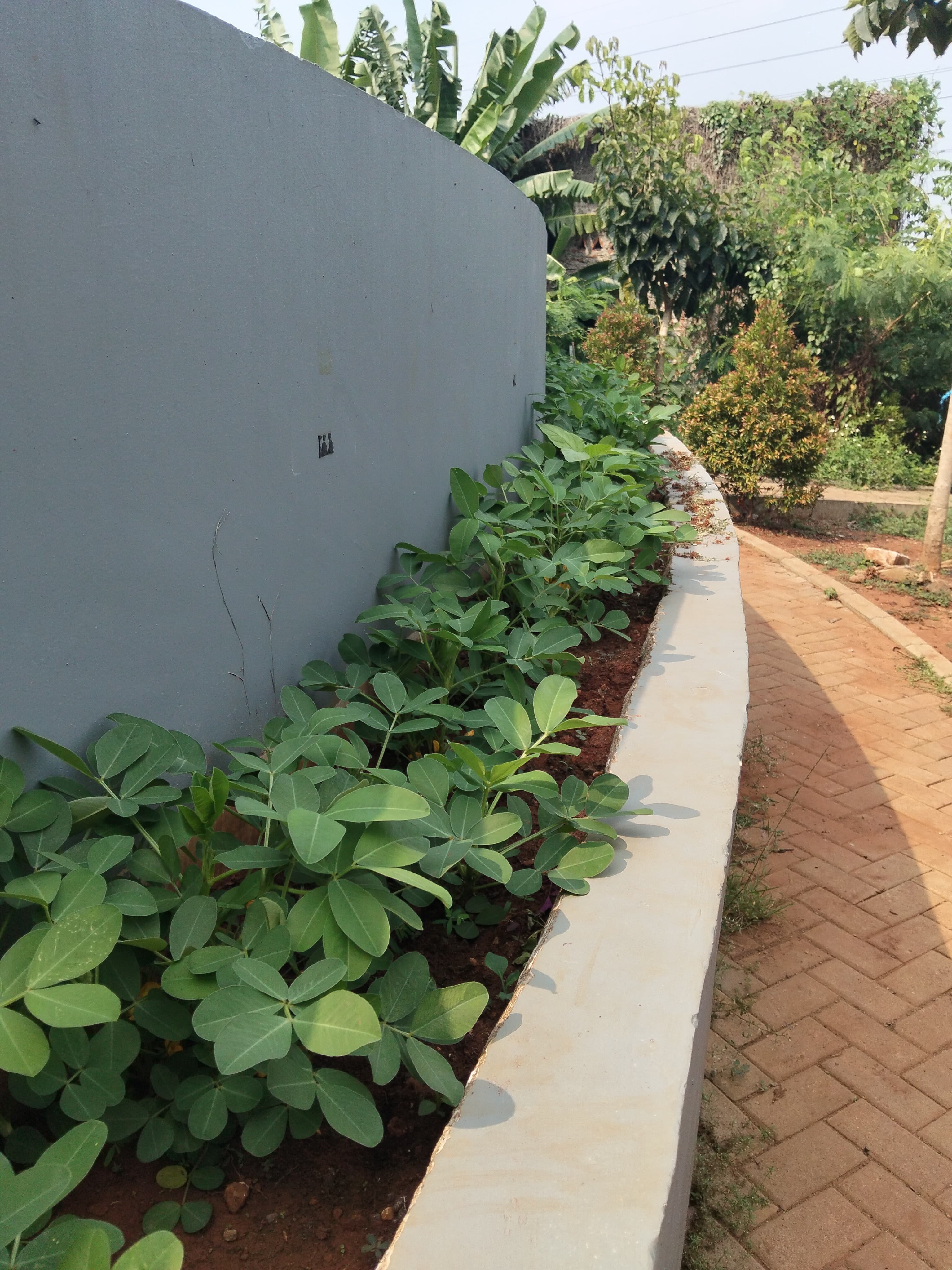 KEBUN SMKN 74 JAGAKARSA JAKARTA SELATAN - Gambar 55