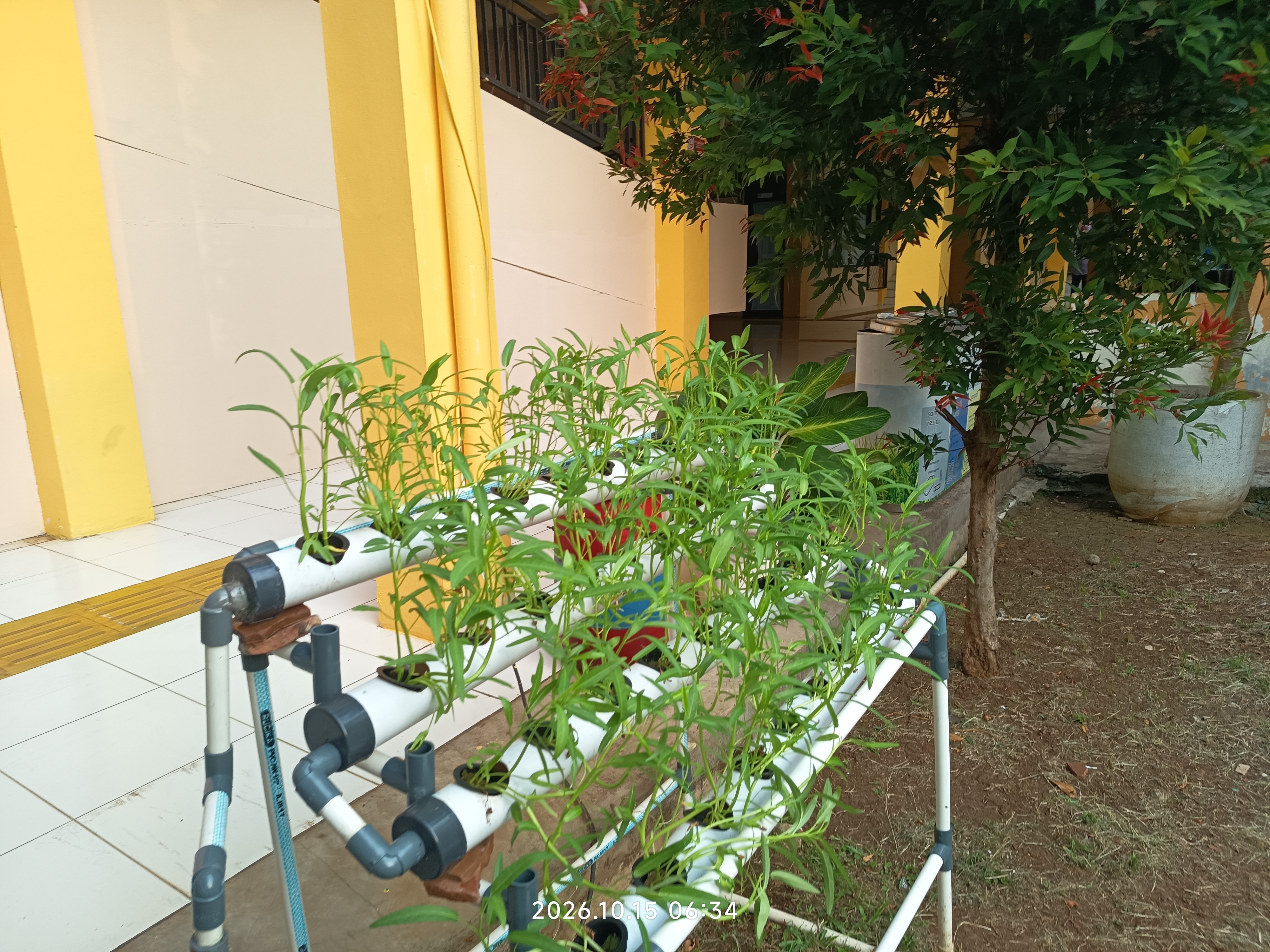Lahan Urban Farming SLB A Pembina Tingkat Nasional - Gambar 24