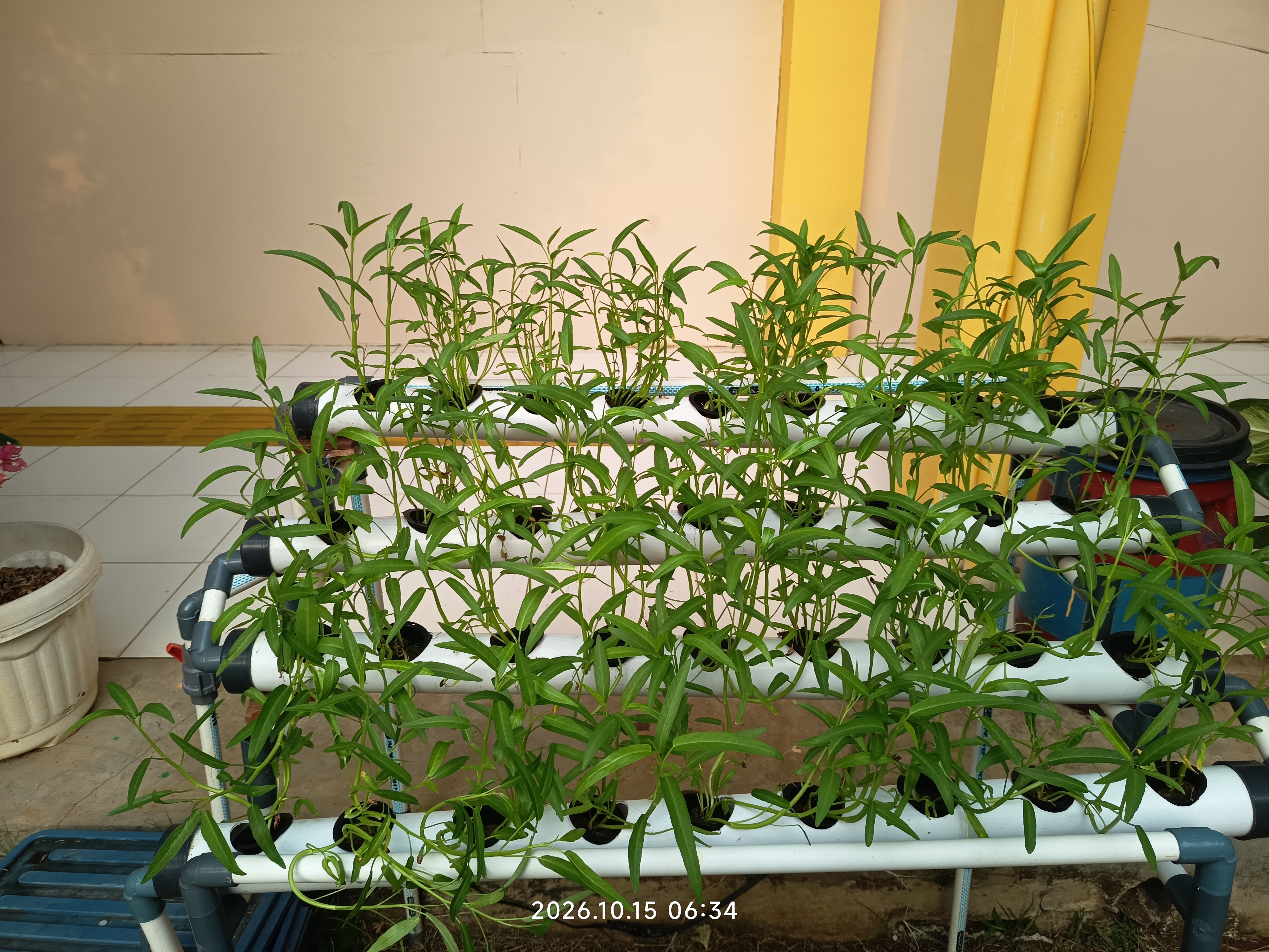 Lahan Urban Farming SLB A Pembina Tingkat Nasional - Gambar 23