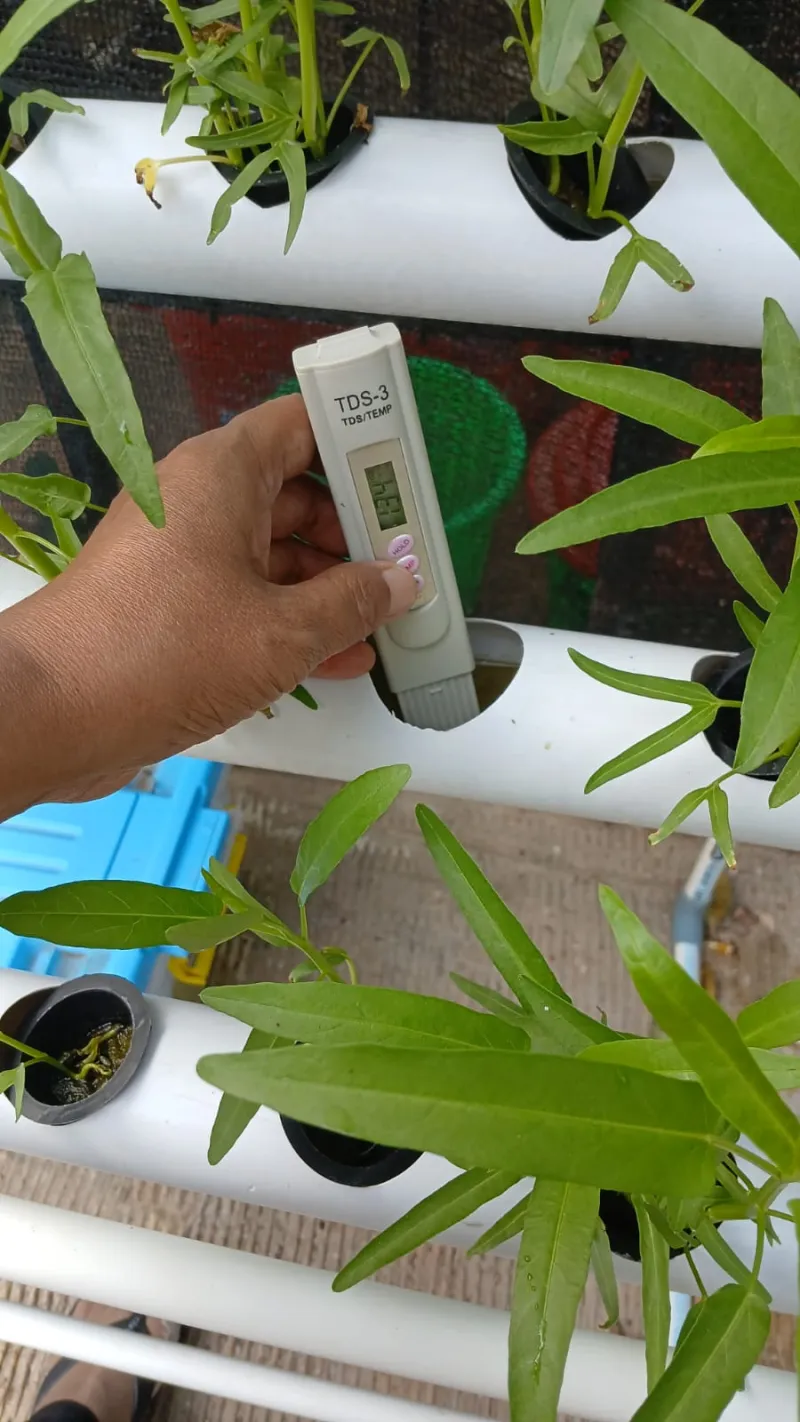 Lahan Urban Farming SMAN 109 Jakarta - Gambar 44