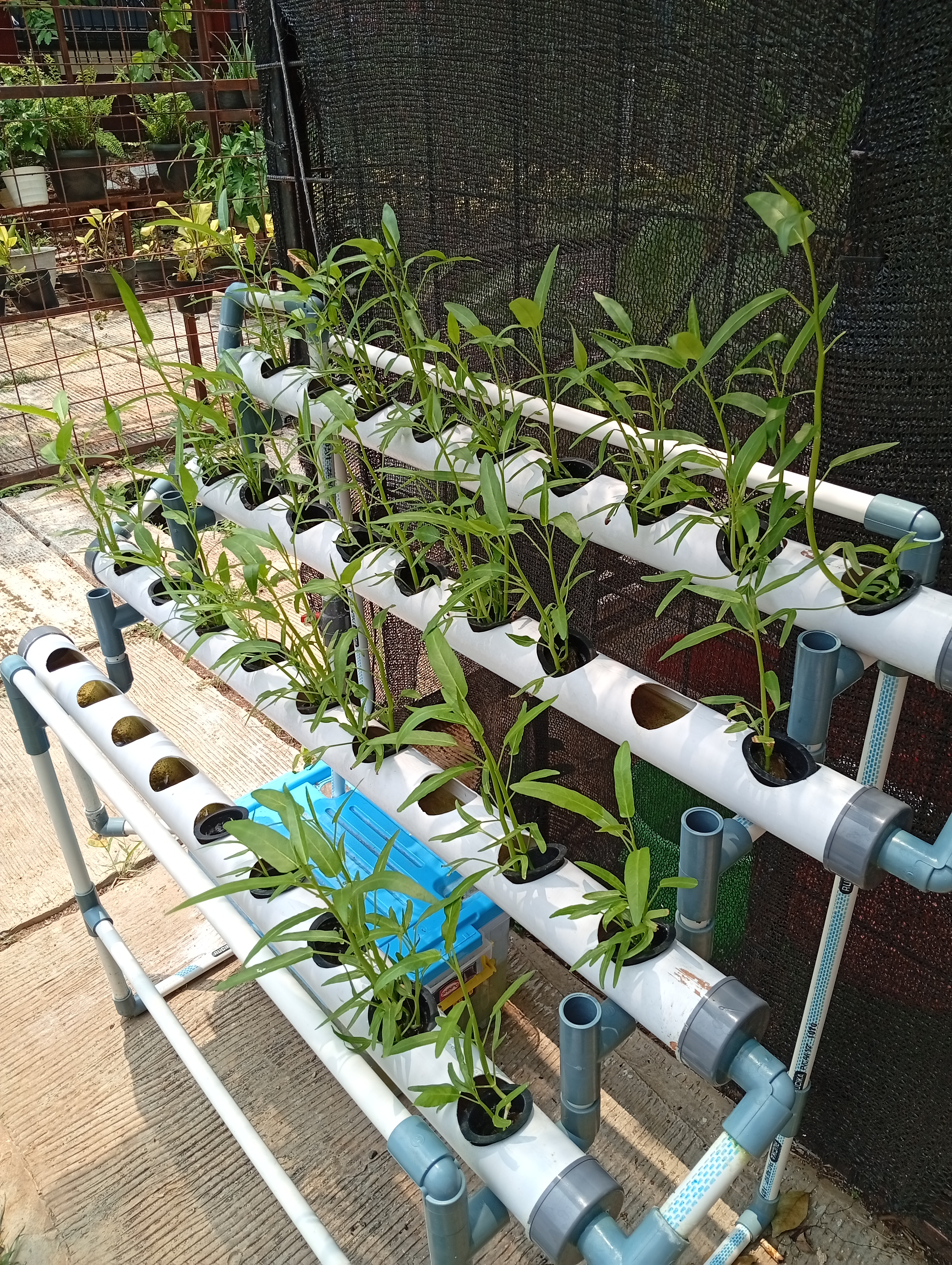 Lahan Urban Farming SMAN 109 Jakarta - Gambar 43