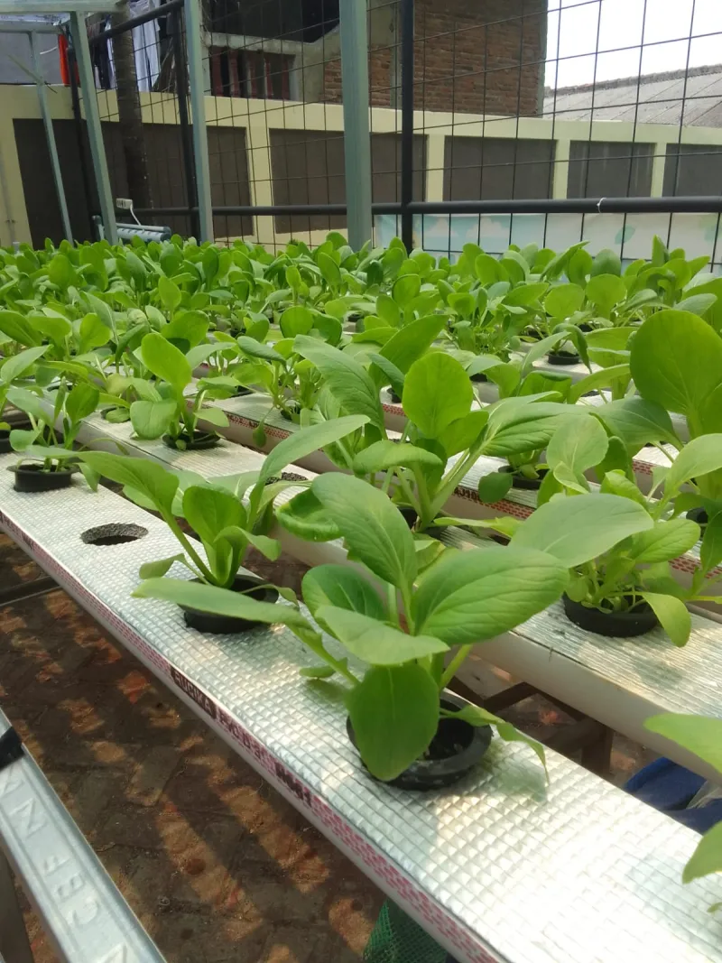 Lahan Urban Farming SDN Lenteng Agung 07 Jakarta - Gambar 18