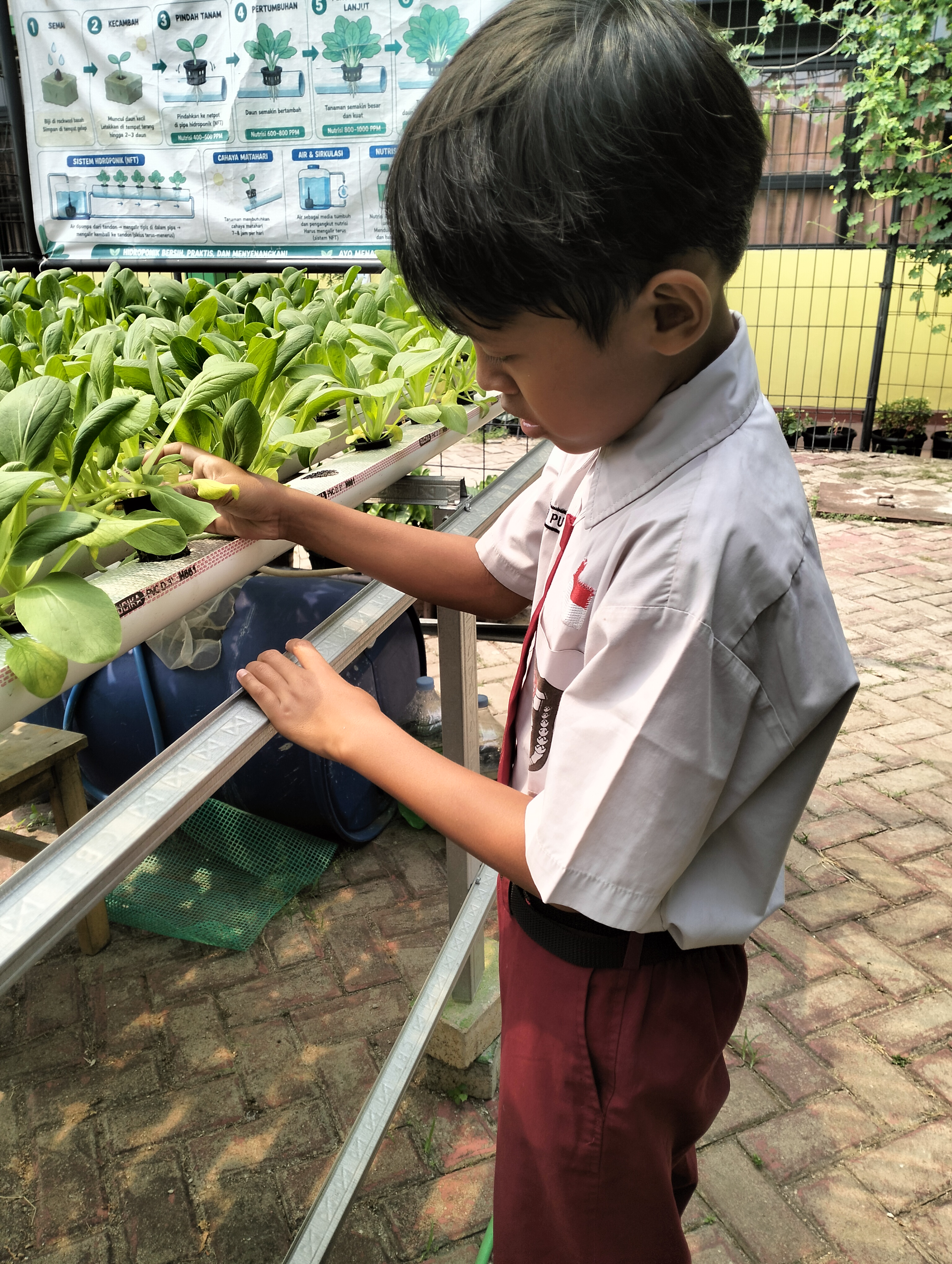 Lahan Urban Farming SDN Lenteng Agung 07 Jakarta - Gambar 19