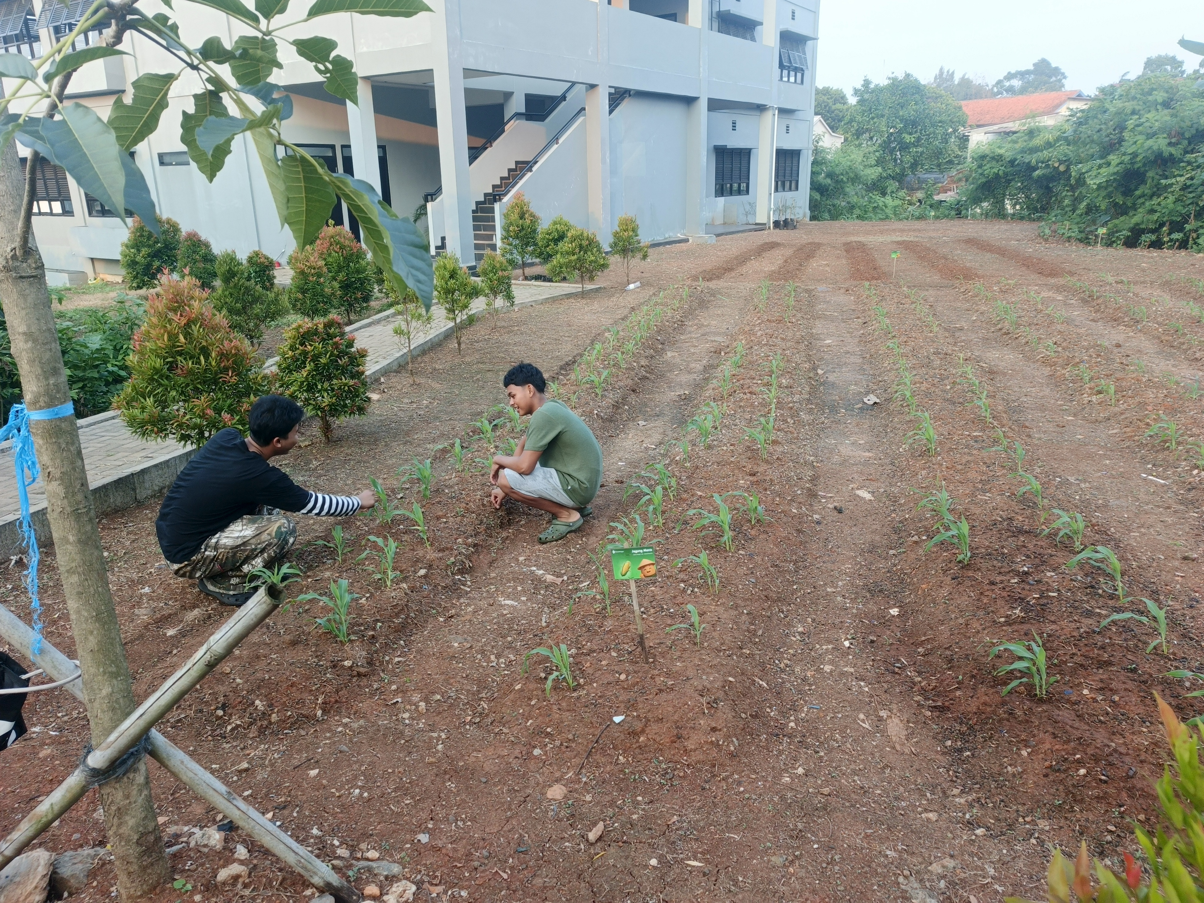 KEBUN SMKN 74 JAGAKARSA JAKARTA SELATAN - Gambar 610