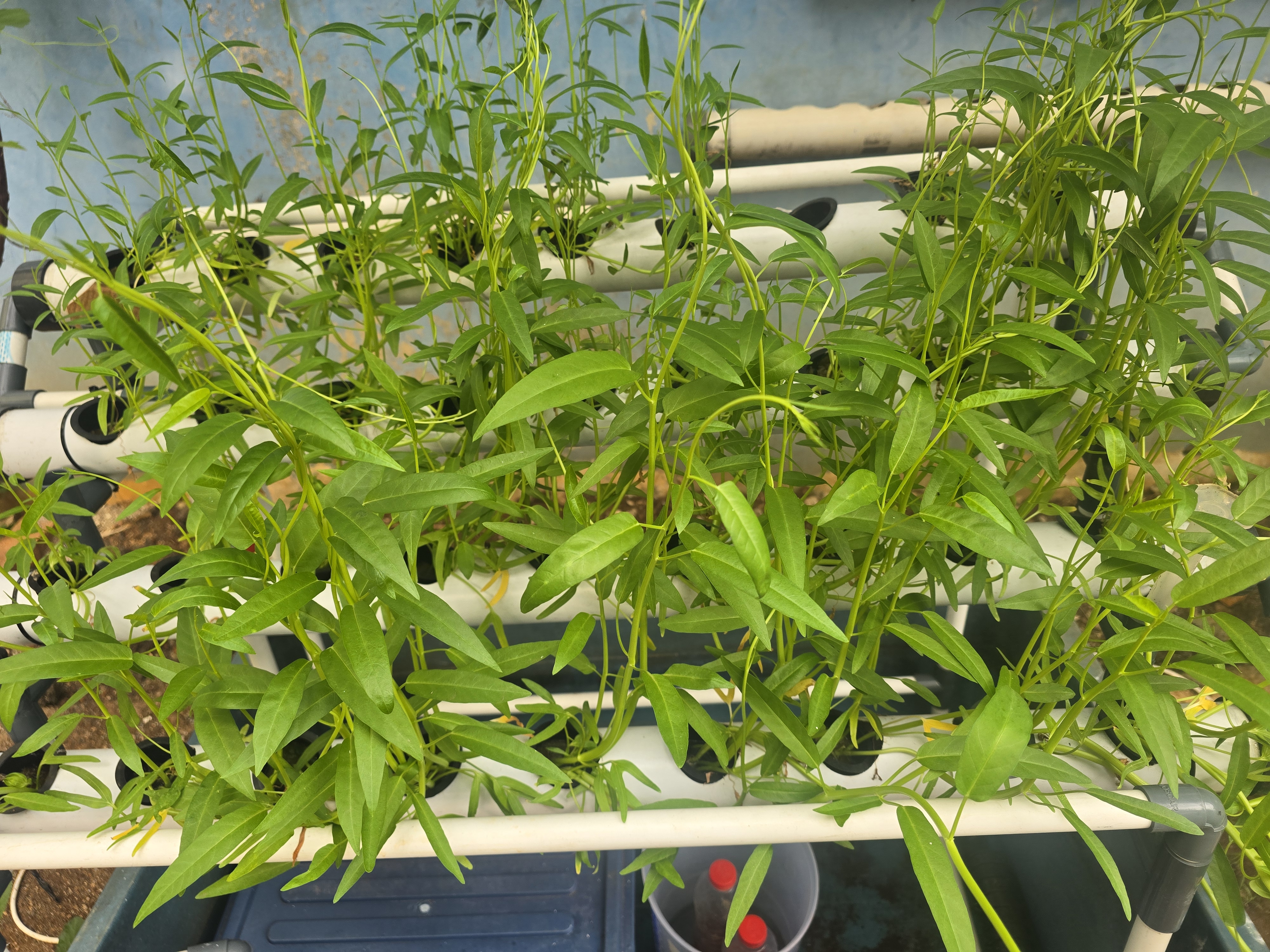 Lahan Urban Farming SLBN 01 Lebak Bulus - Gambar 14
