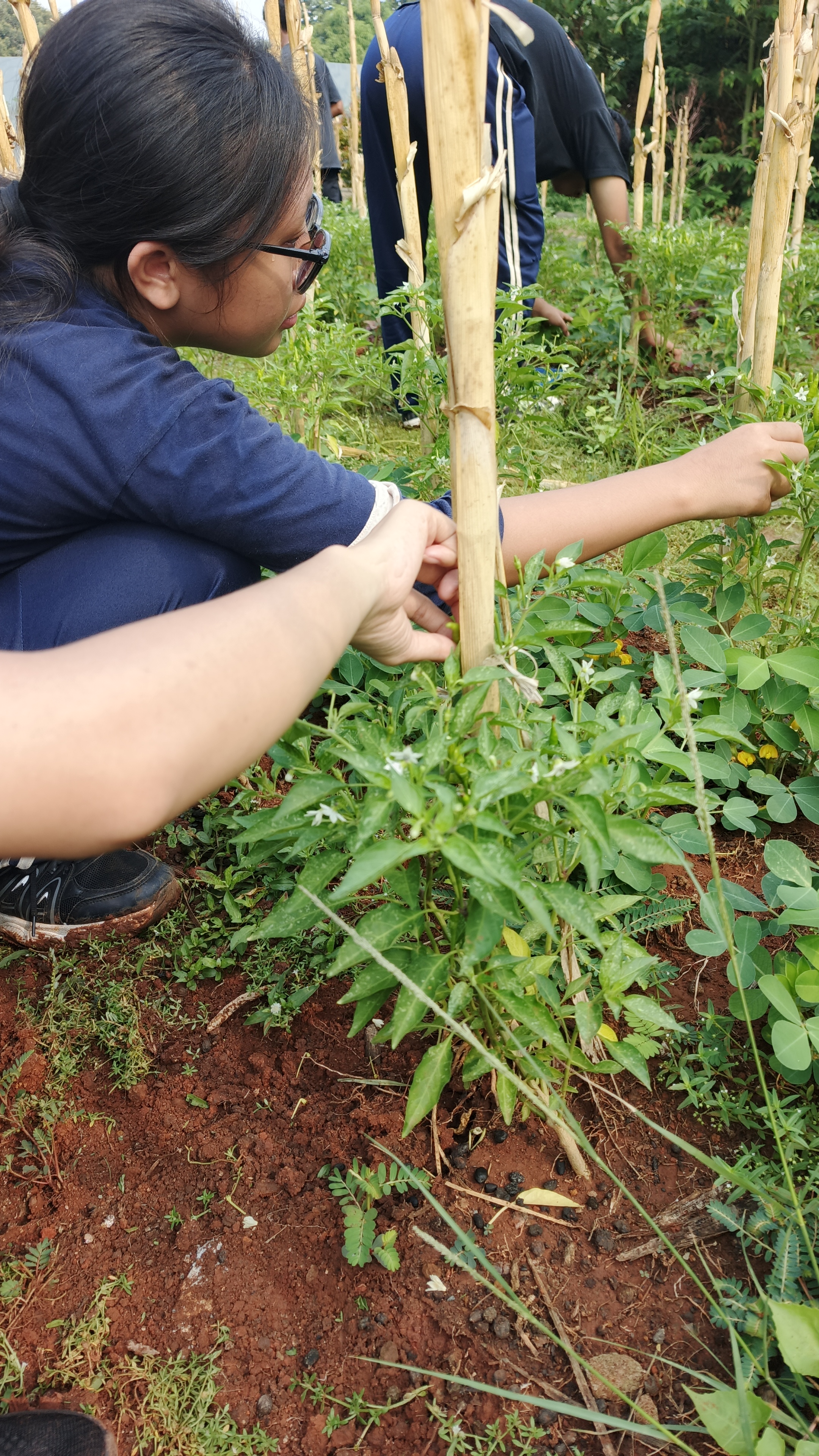 KEBUN SMKN 74 JAGAKARSA JAKARTA SELATAN - Gambar 50