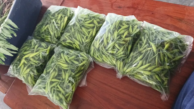 KEBUN SMKN 74 JAGAKARSA JAKARTA SELATAN - Gambar 45