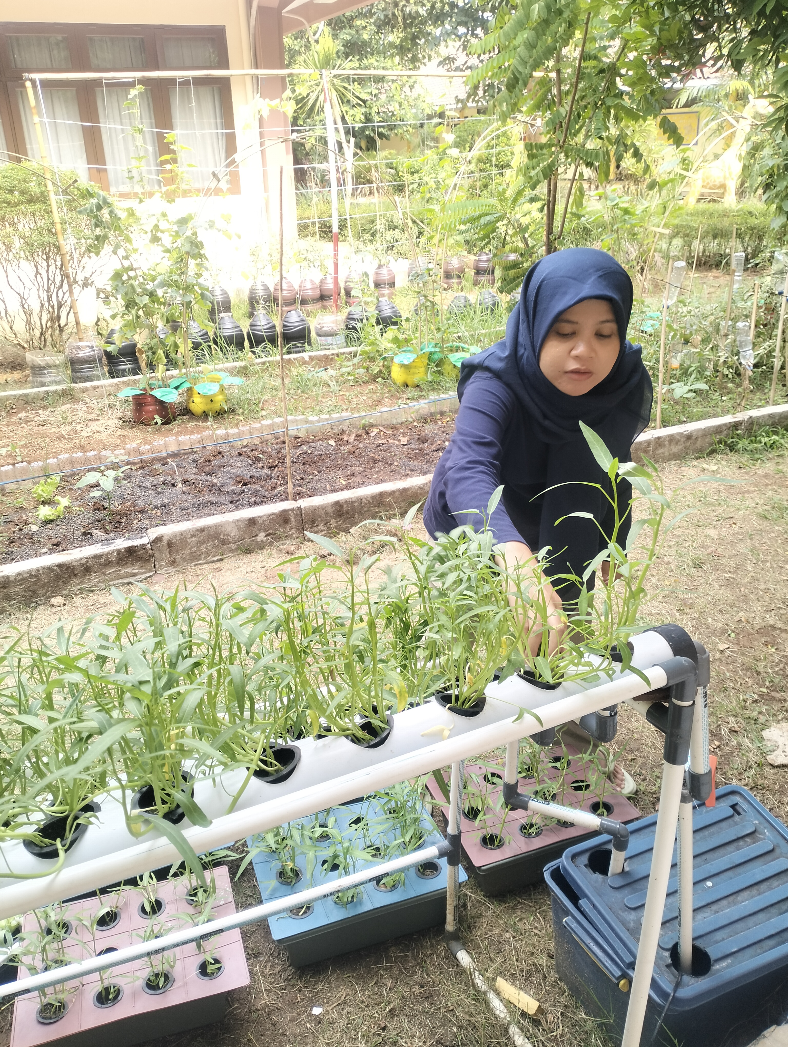 Lahan Urban Farming SLB A Pembina Tingkat Nasional - Gambar 22