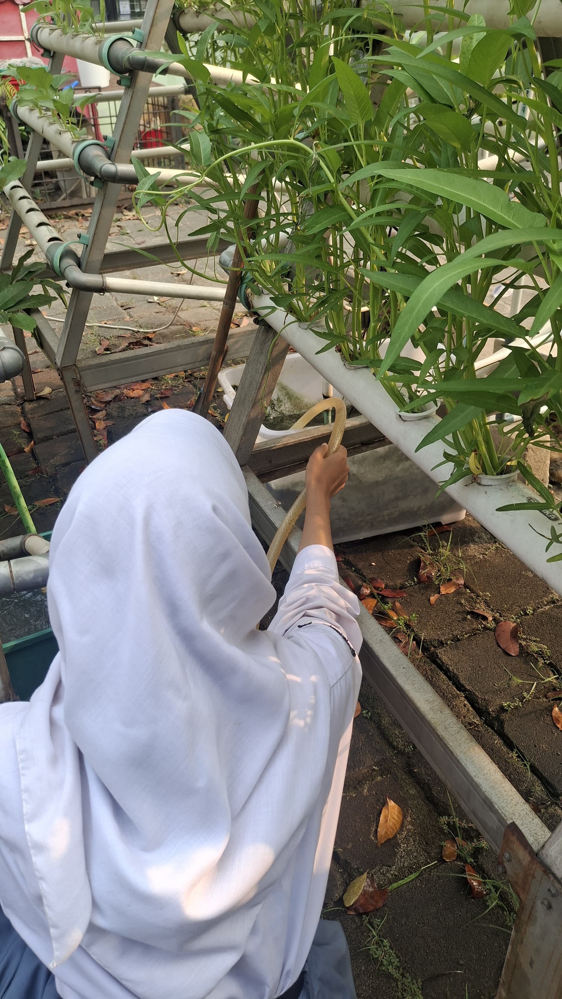 Lahan Urban Farming SMKN 59 Jakarta - Gambar 36