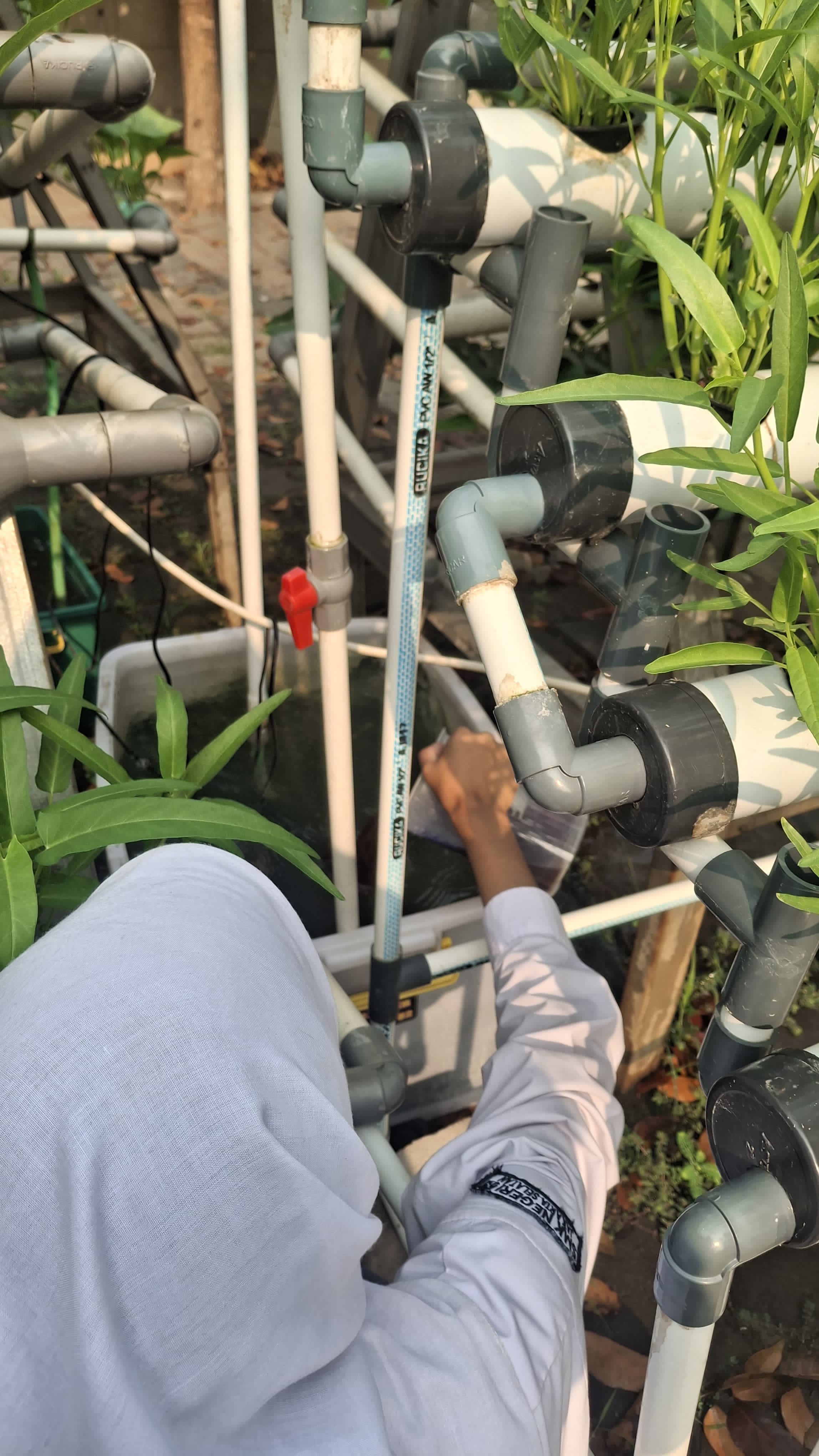 Lahan Urban Farming SMKN 59 Jakarta - Gambar 31