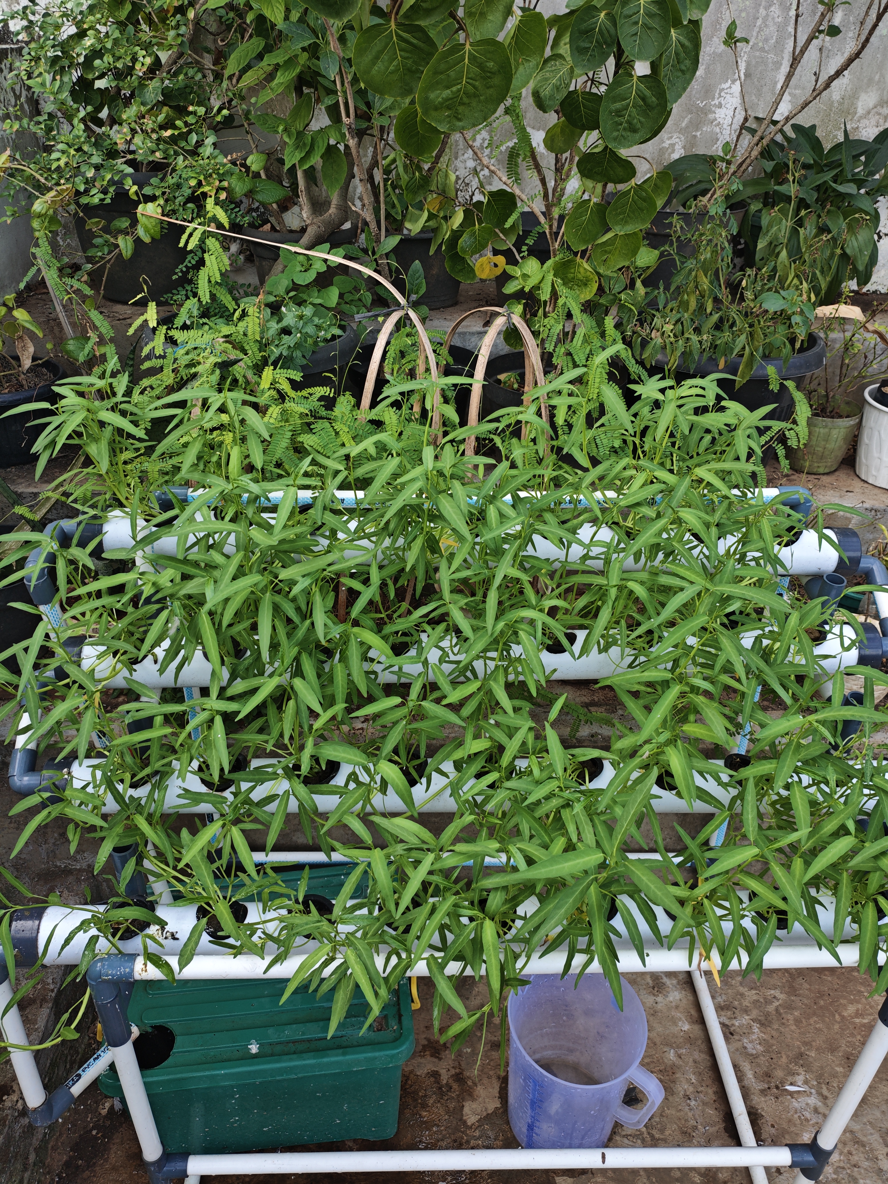 Lahan Urban Farming SMAN 63 Jakarta - Gambar 10