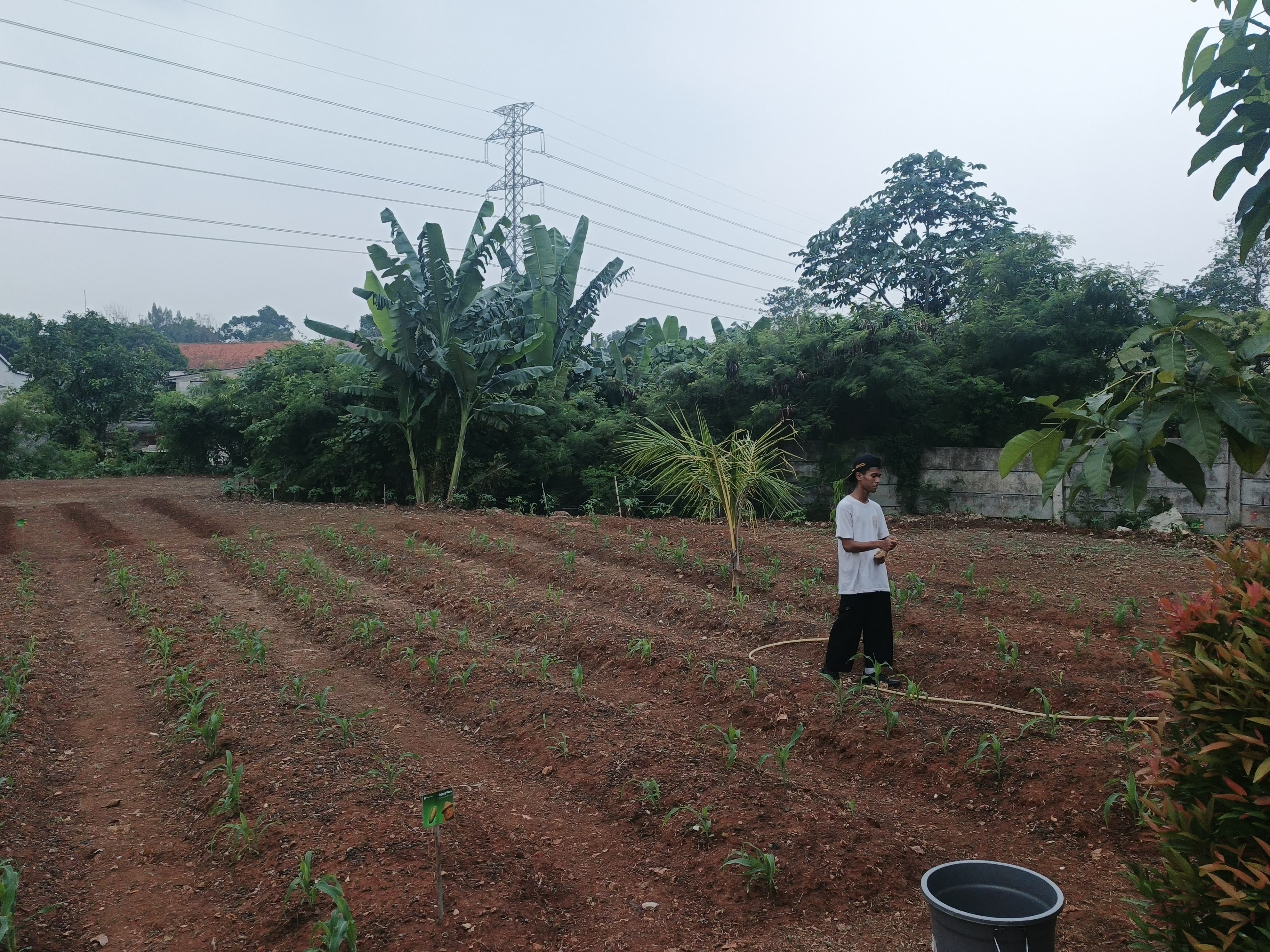 KEBUN SMKN 74 JAGAKARSA JAKARTA SELATAN - Gambar 597