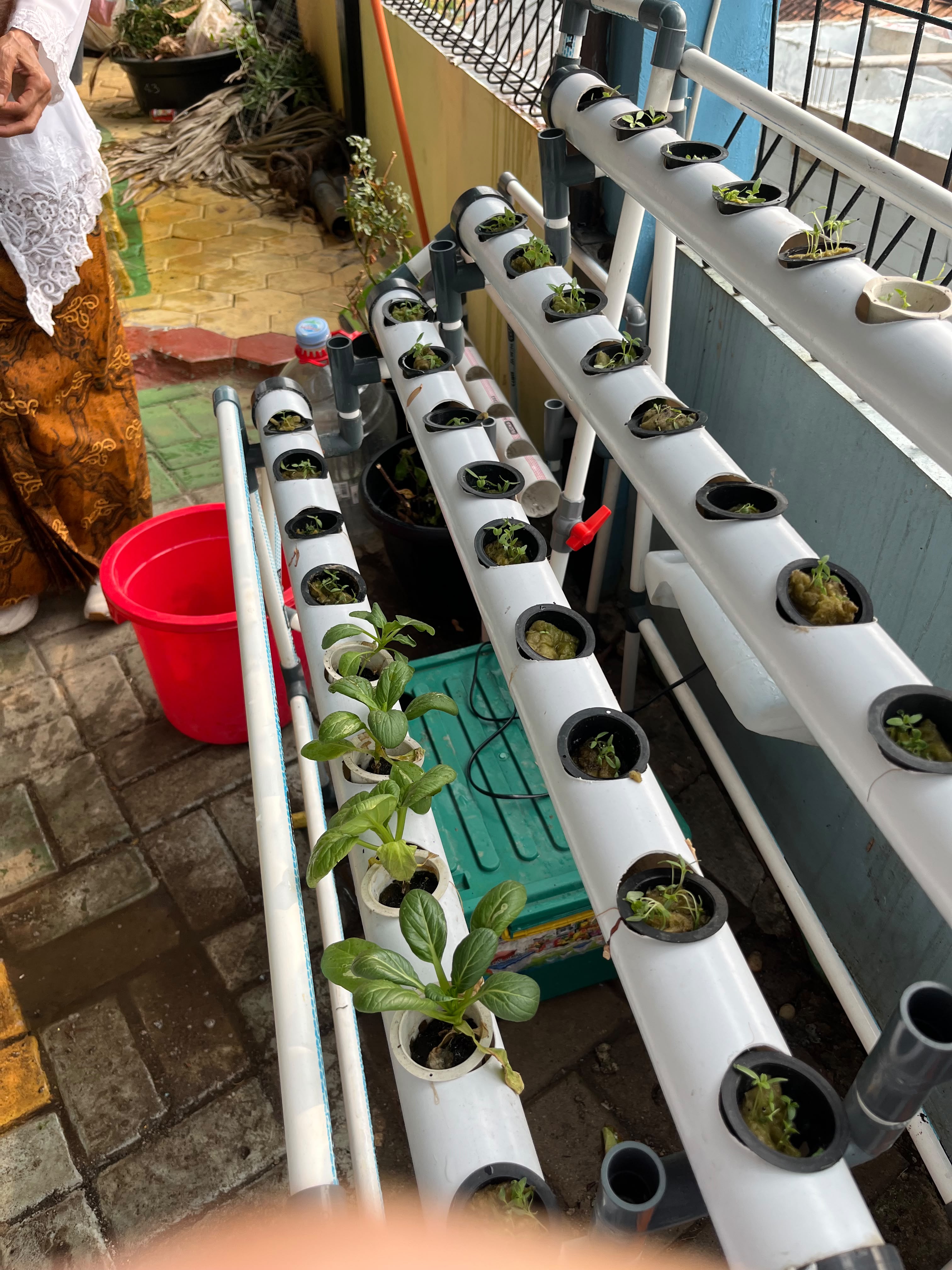 Lahan Urban Farming SMKN 43 Jakarta - Gambar 28