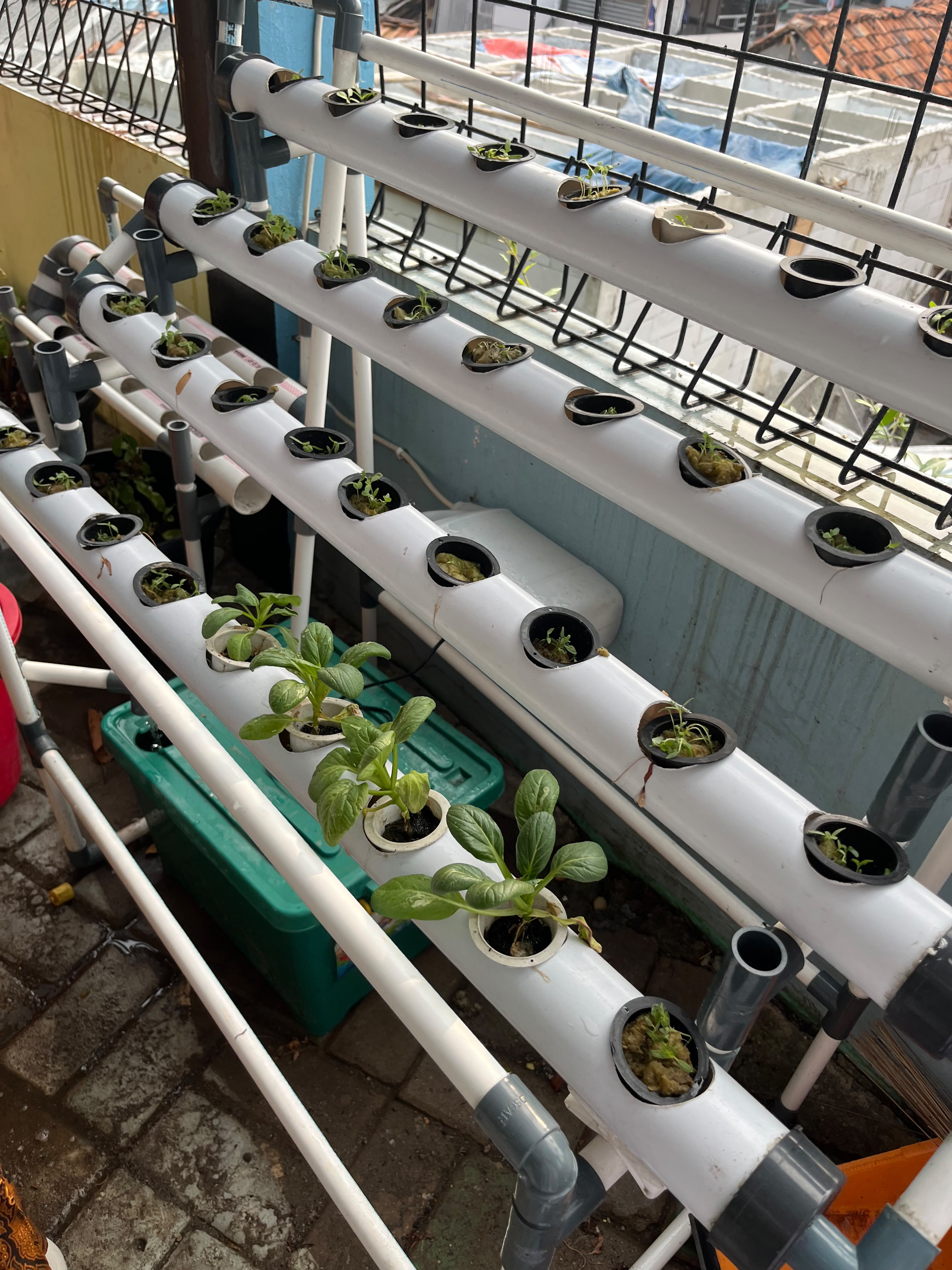 Lahan Urban Farming SMKN 43 Jakarta - Gambar 27