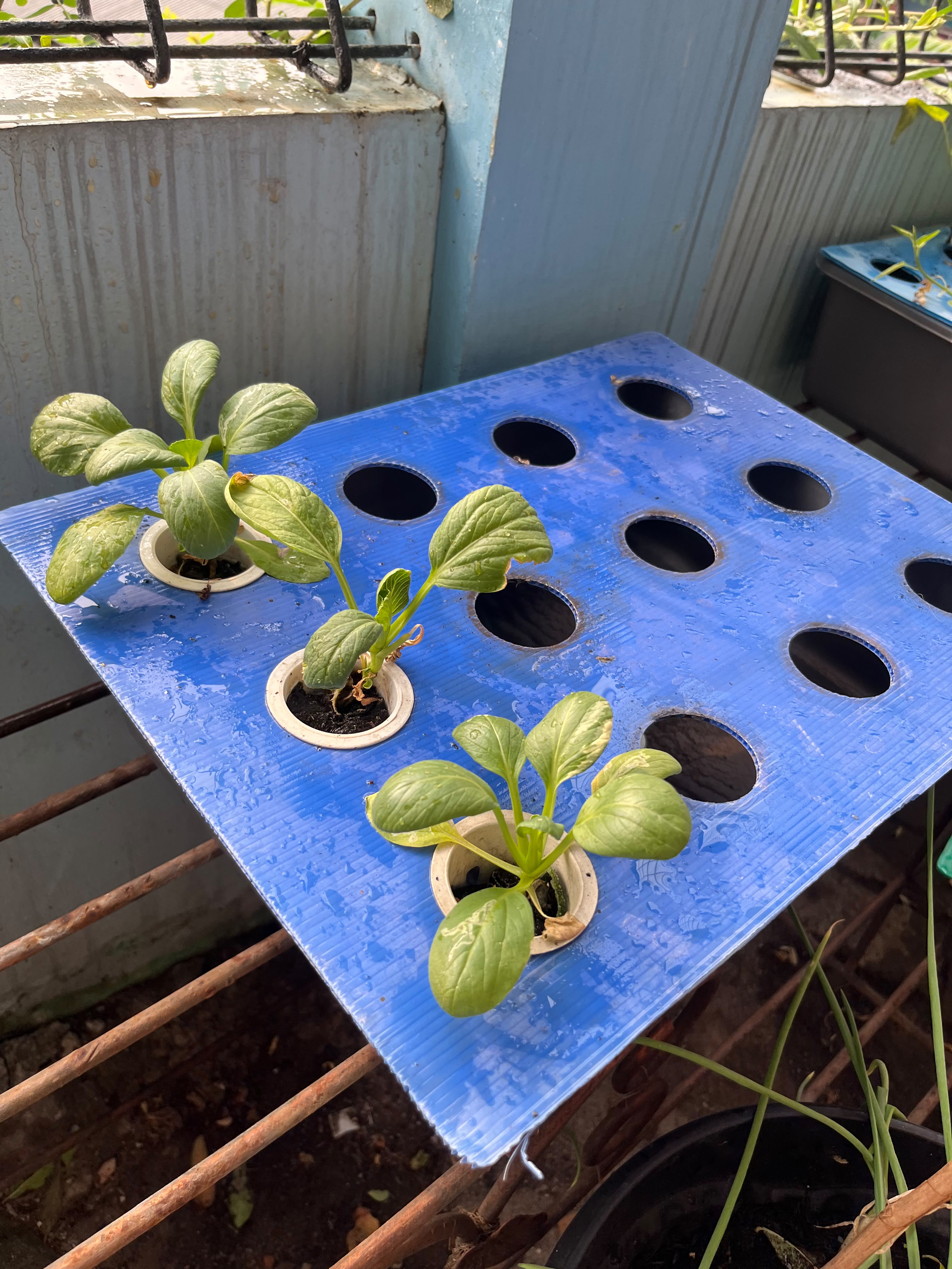 Lahan Urban Farming SMKN 43 Jakarta - Gambar 29