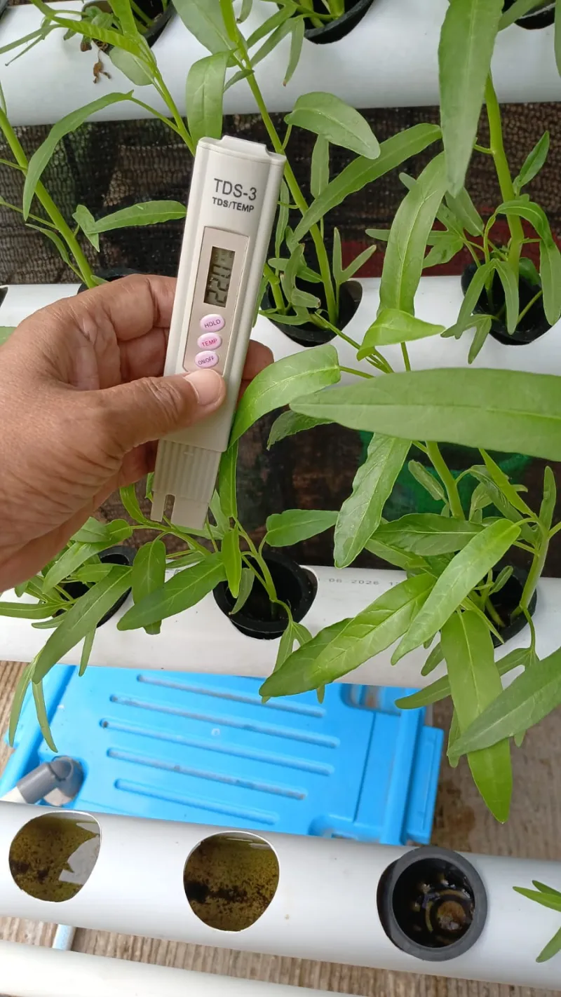 Lahan Urban Farming SMAN 109 Jakarta - Gambar 40